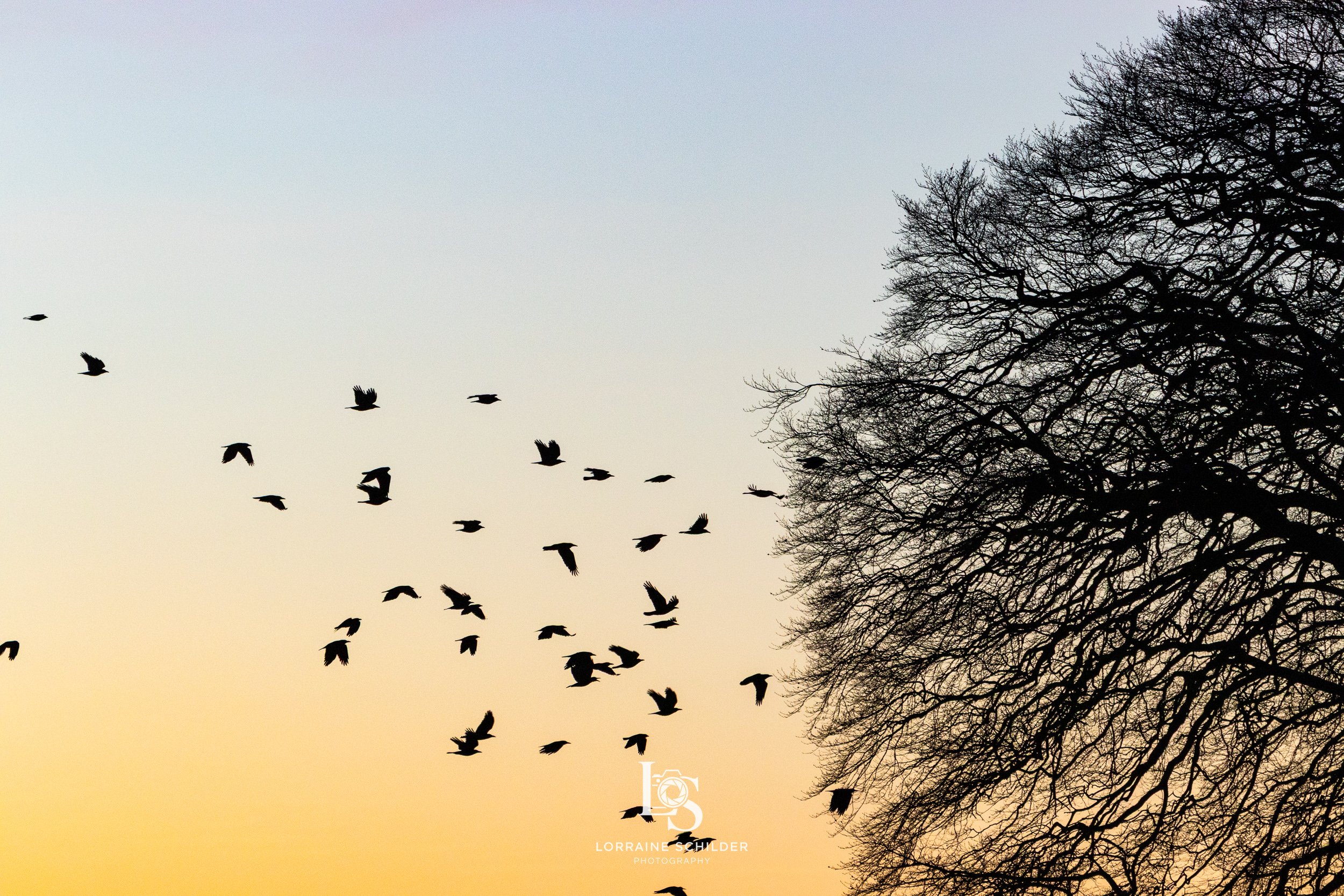 Birds flying across the sky at sunset with a silhouette of a large tree on the right.
