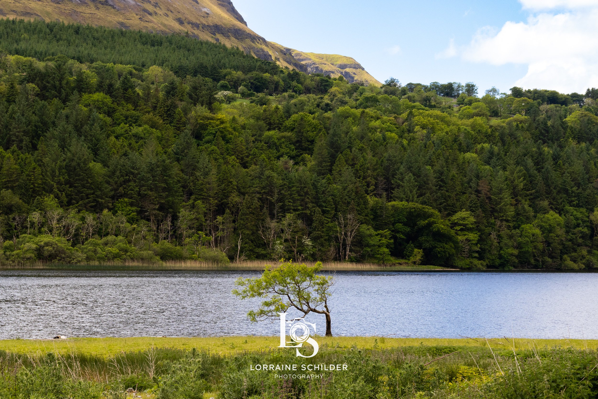 A lone tree in front of a body of water, with lush green trees and a mountain in the background. Leitrim.
