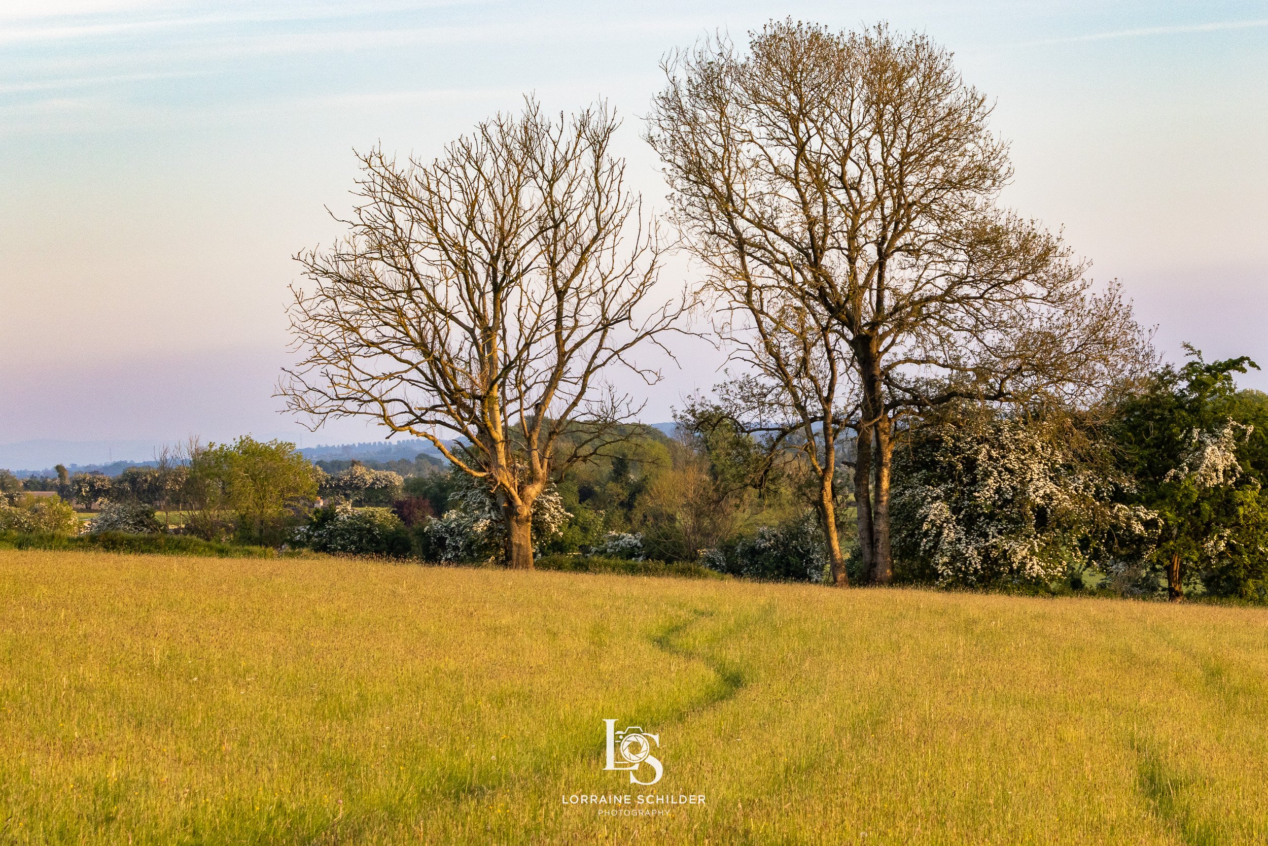 A scenic landscape of a grassy field with two large leafless trees, surrounded by green bushes and trees, against a clear sky at sunset.