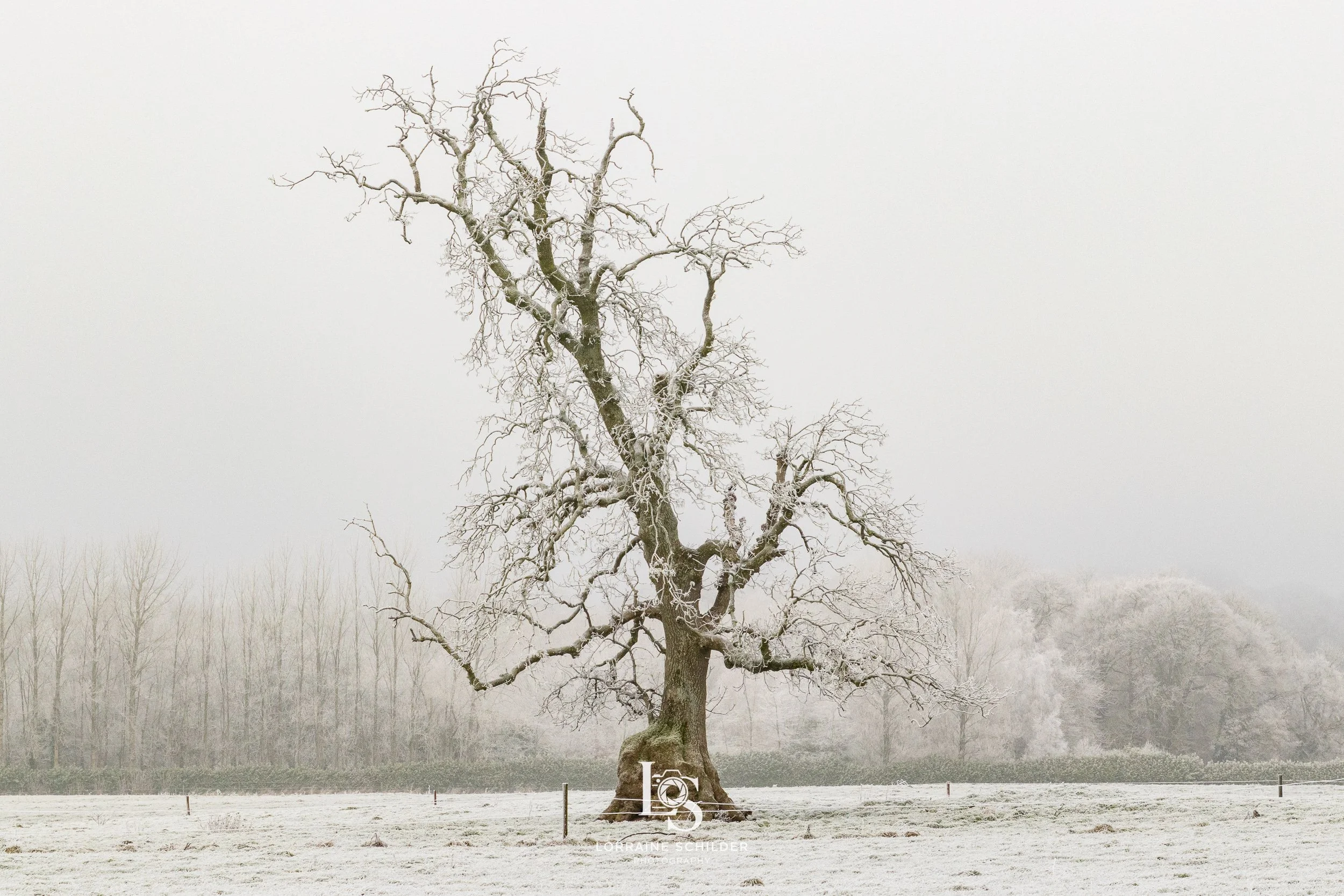 A large, leafless tree with snow-covered branches standing alone in a snowy field, with a line of trees in the background under a cloudy, overcast sky.  Bective Abbey, Meath.