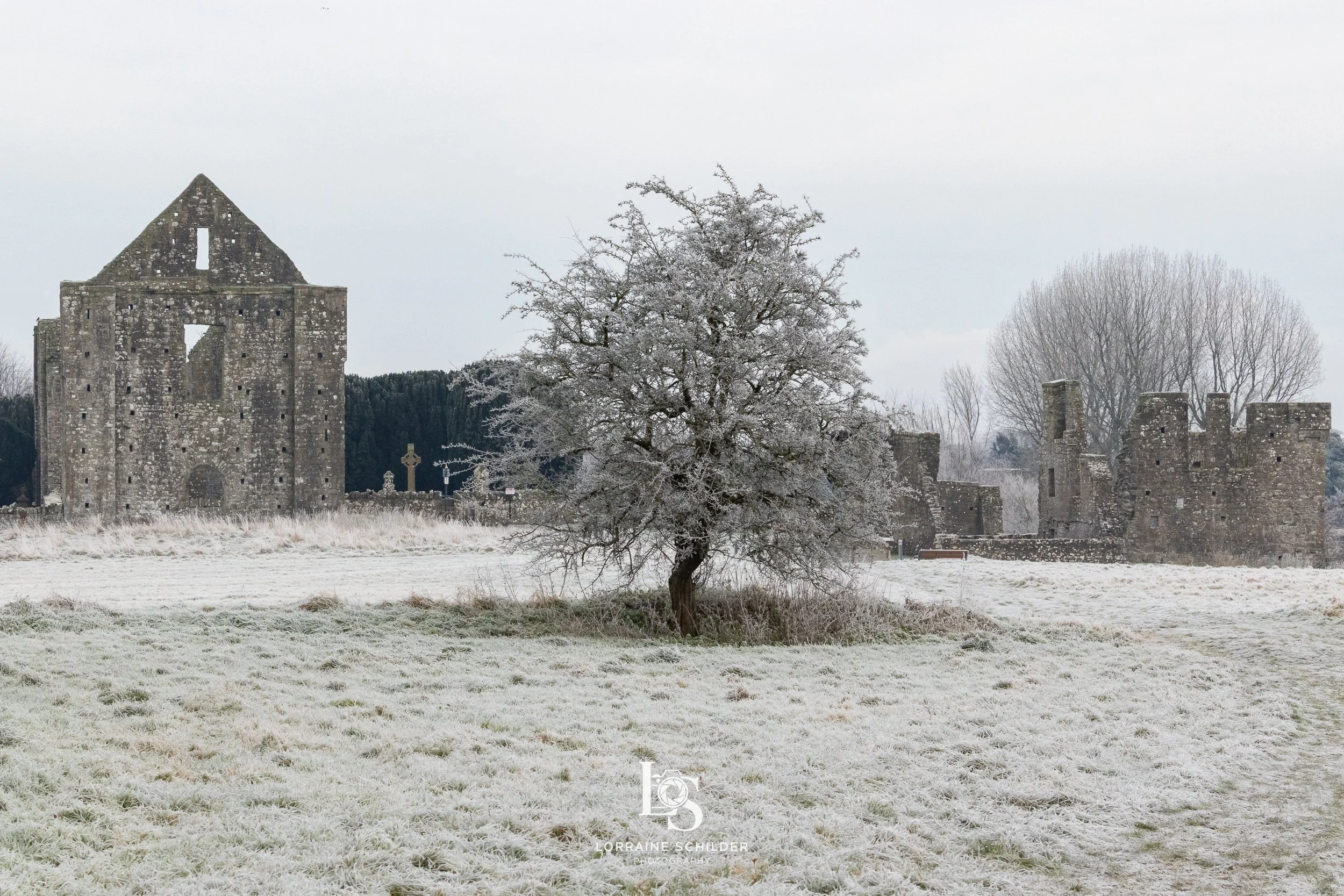 A winter landscape showing snow-covered grass and a solitary tree in front of the ancient Newtown ruins or castle walls.