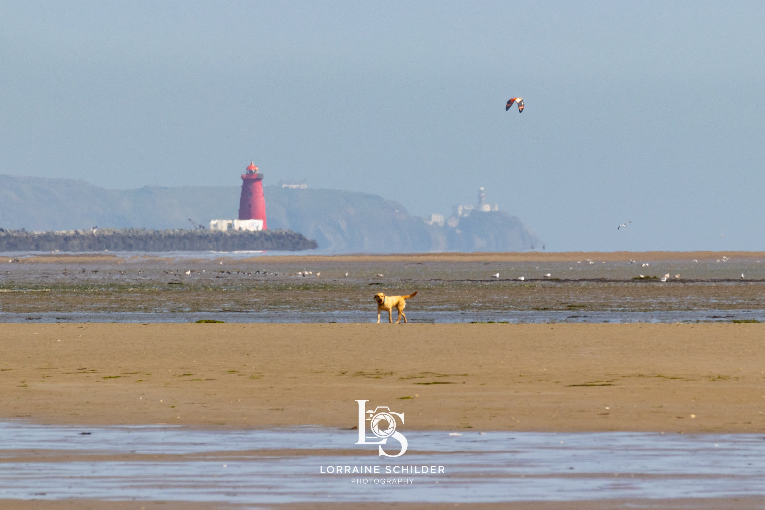 A beach scene with a dog standing on wet sand, distant seagulls flying, a kite in the sky, and a red lighthouse on a distant cliff. Dublin, Ireland.