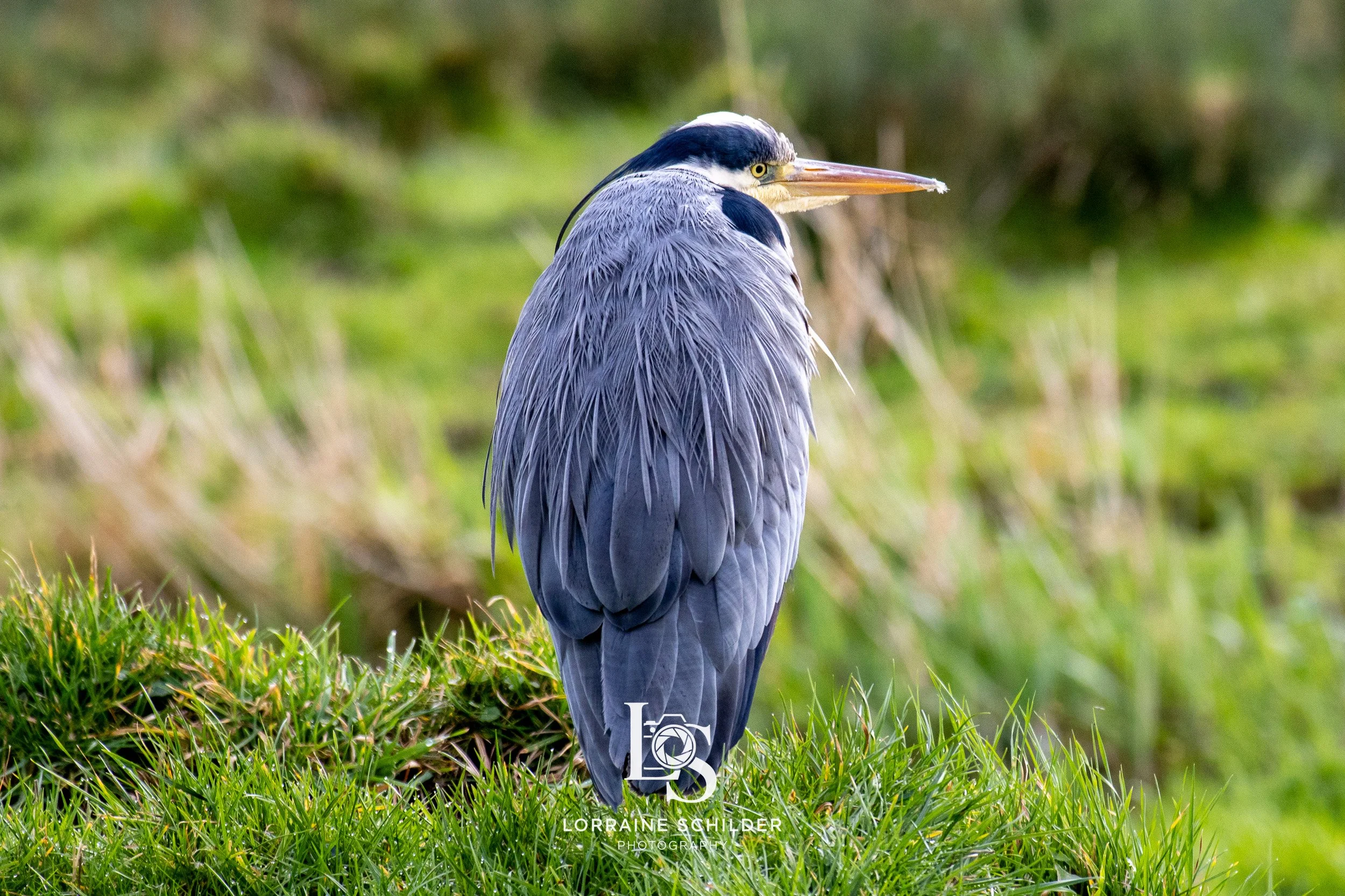 A heron standing on green grass with a blurry green and brown background.