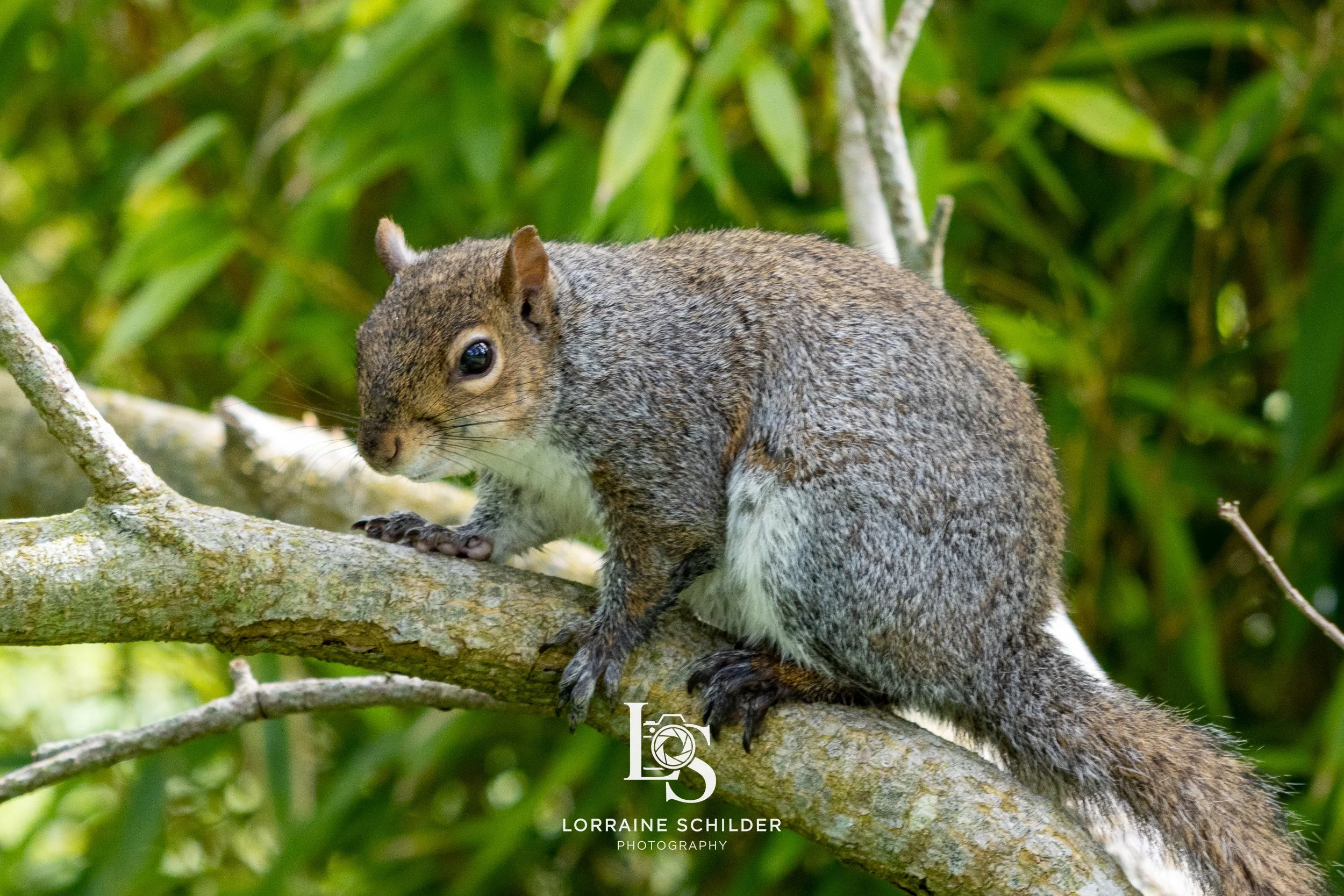 A squirrel perched on a tree branch with green leaves in the background.