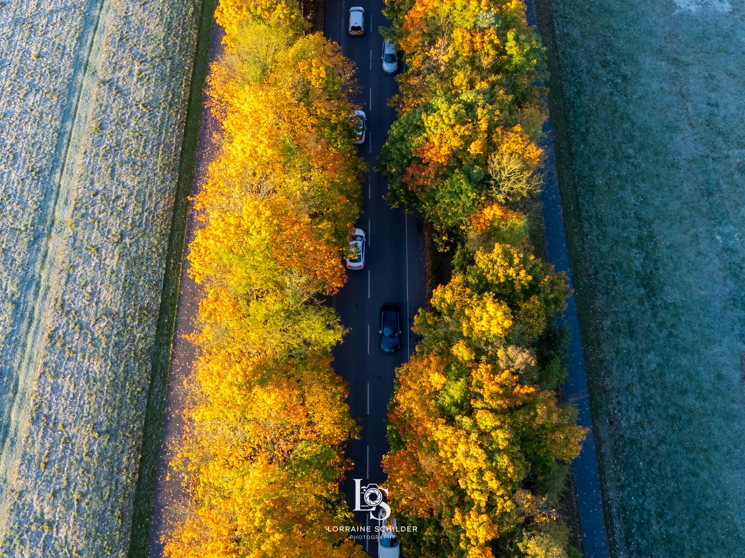 An aerial view of a street lined with trees in autumn colors, with cars driving along. Trim, Meath.