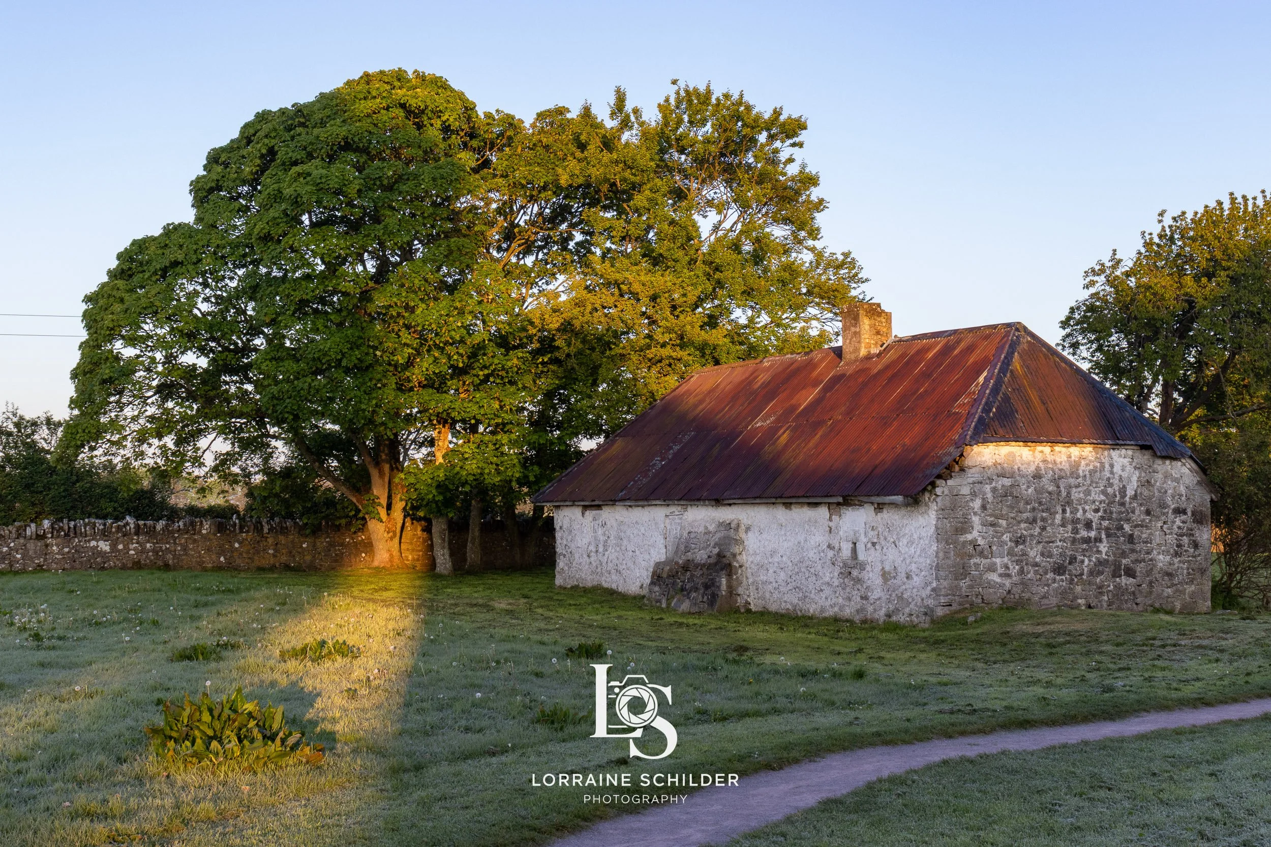 An old stone house with a rusted metal roof next to a large leafy tree and a grassy field, during sunrise.  Bective Abbey, Meath.