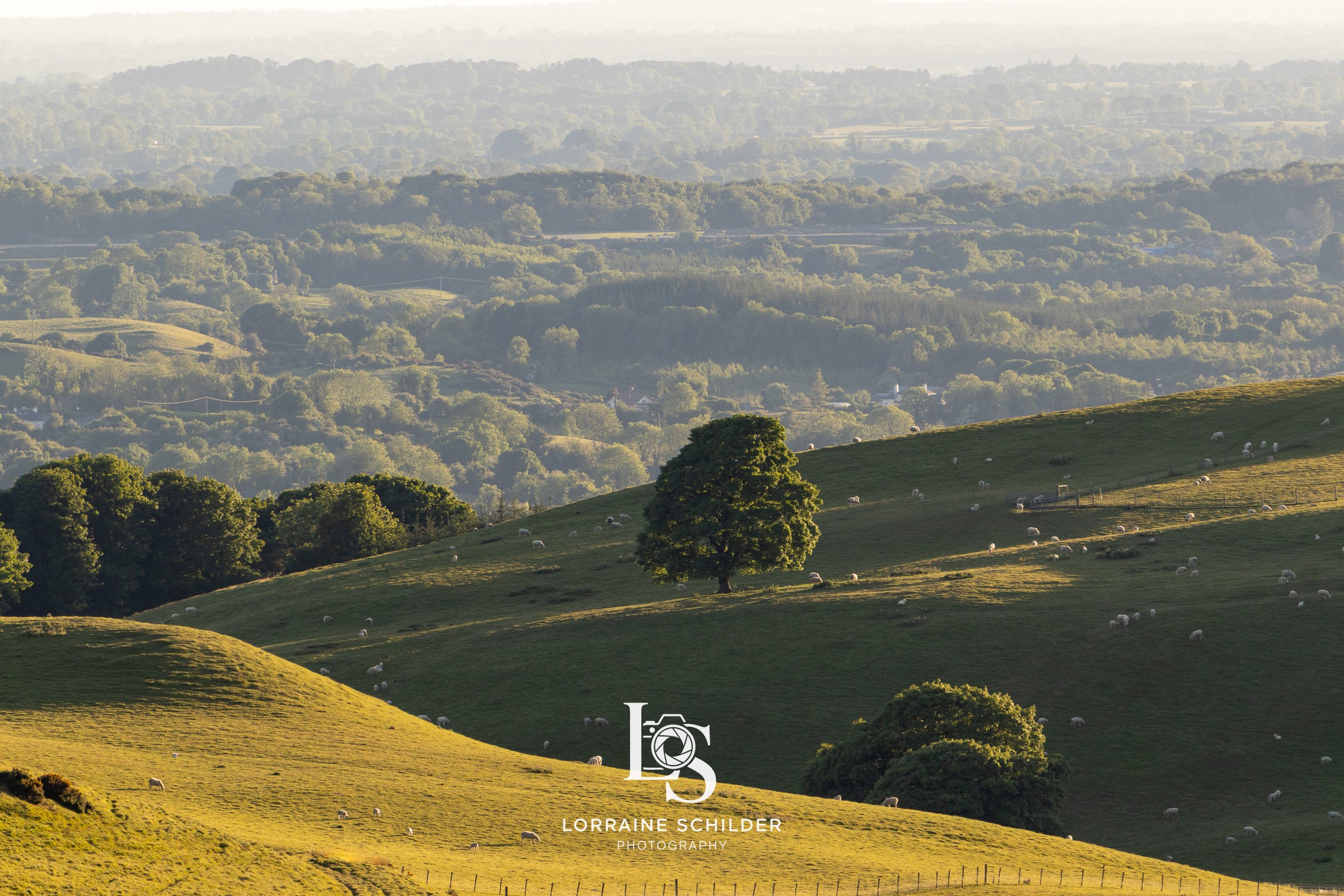 Sunlit green rolling hills with scattered sheep, a large tree in the middle, and layers of forested hills in the distance under a hazy sky. Loughcrew, Meath.