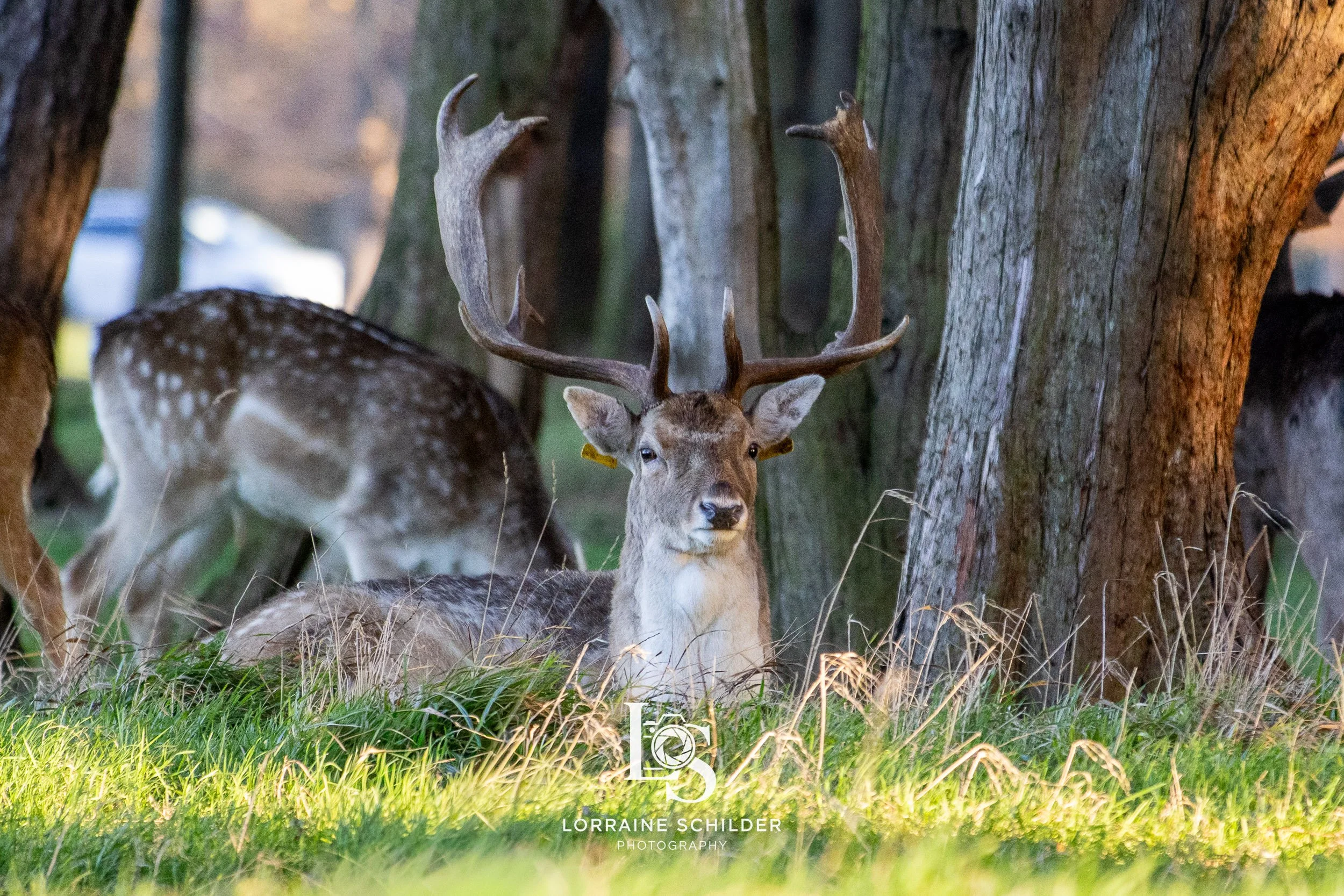 A resting stag with large antlers lying on grass in a forest with other deer present.