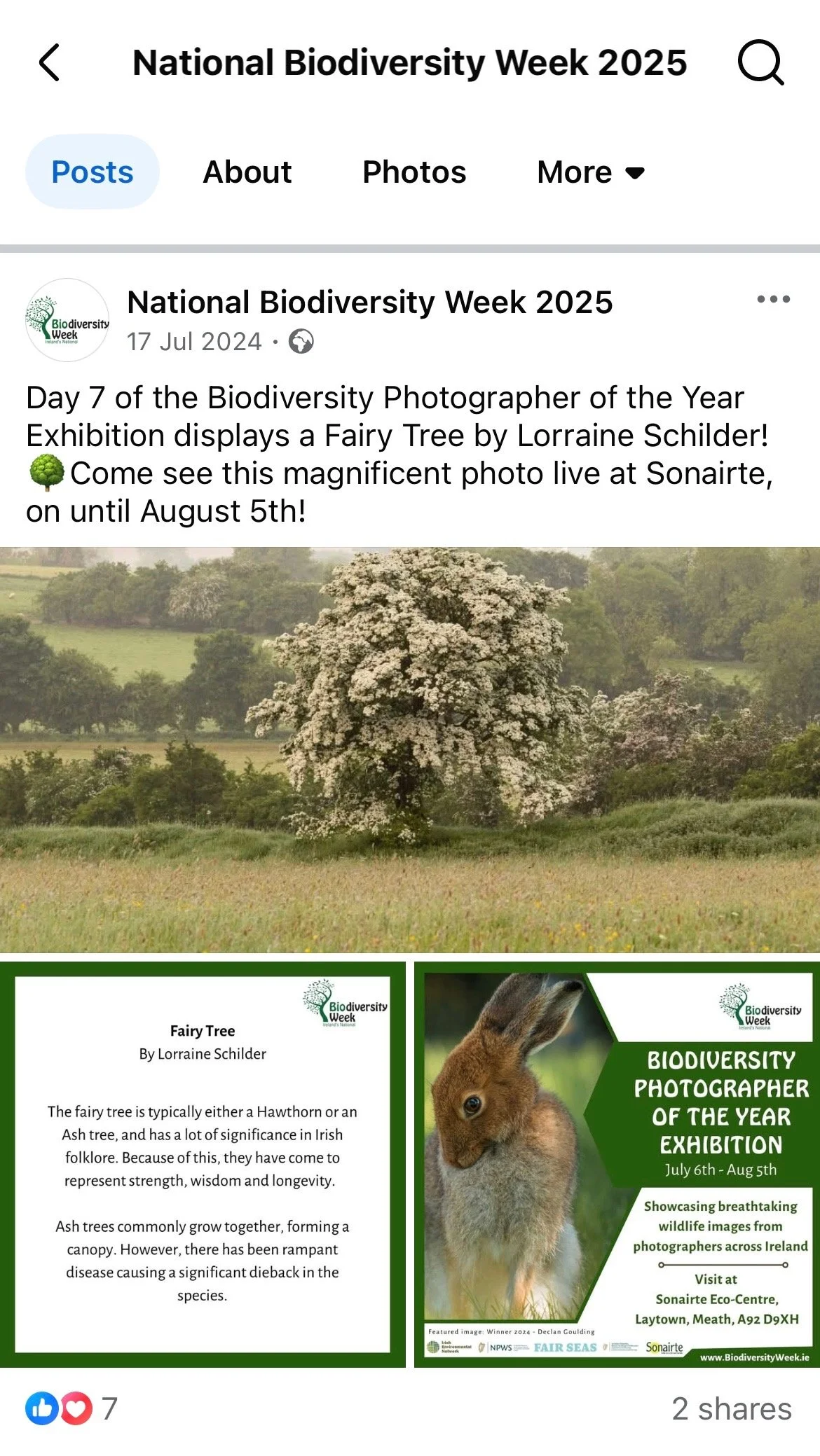 Hawthorn tree in full bloom with white flowers. Meadow grass all around
