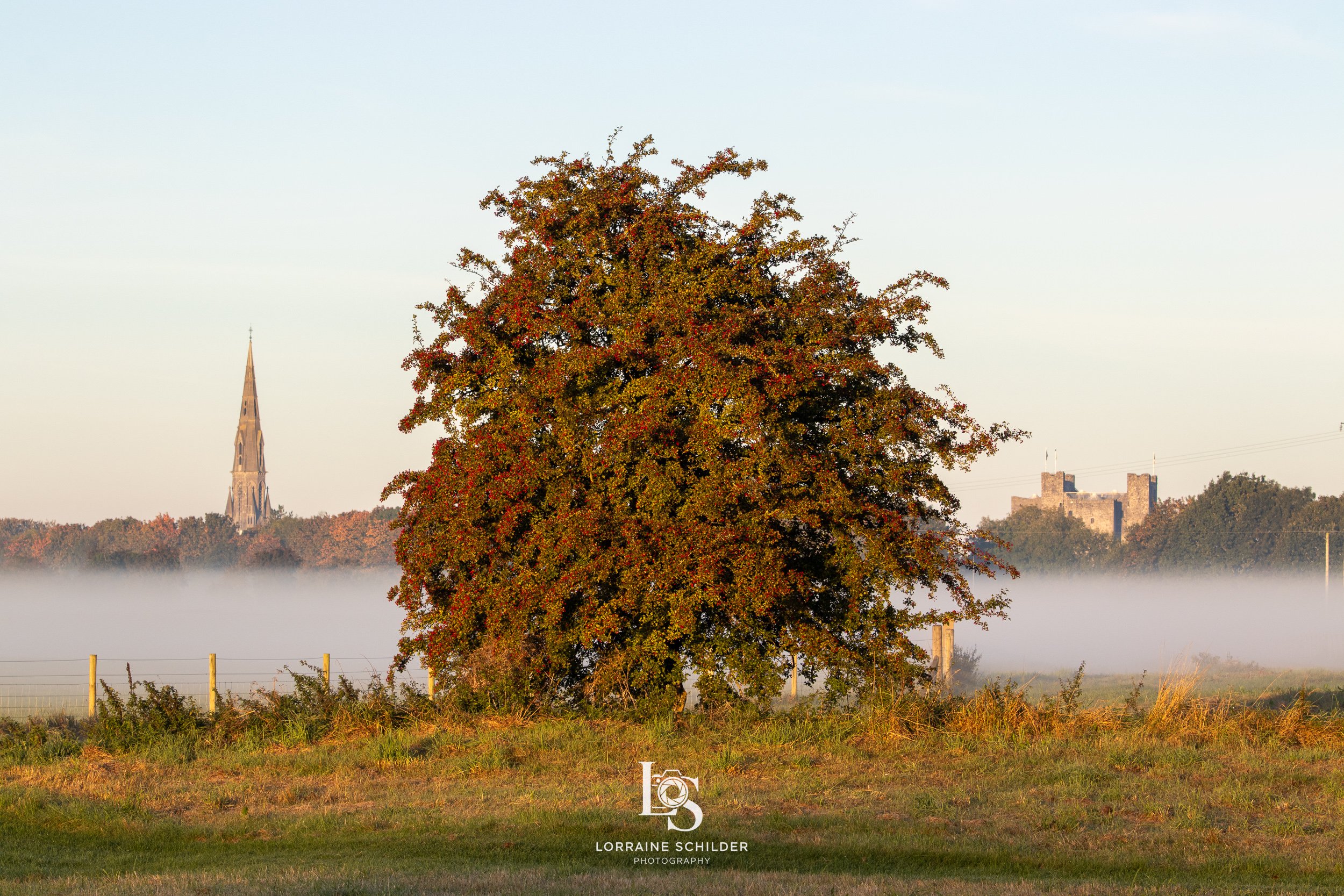 A large autumn-colored tree in a field, with fog in the distance and a church steeple and castle visible on the horizon. Trim,Meath.