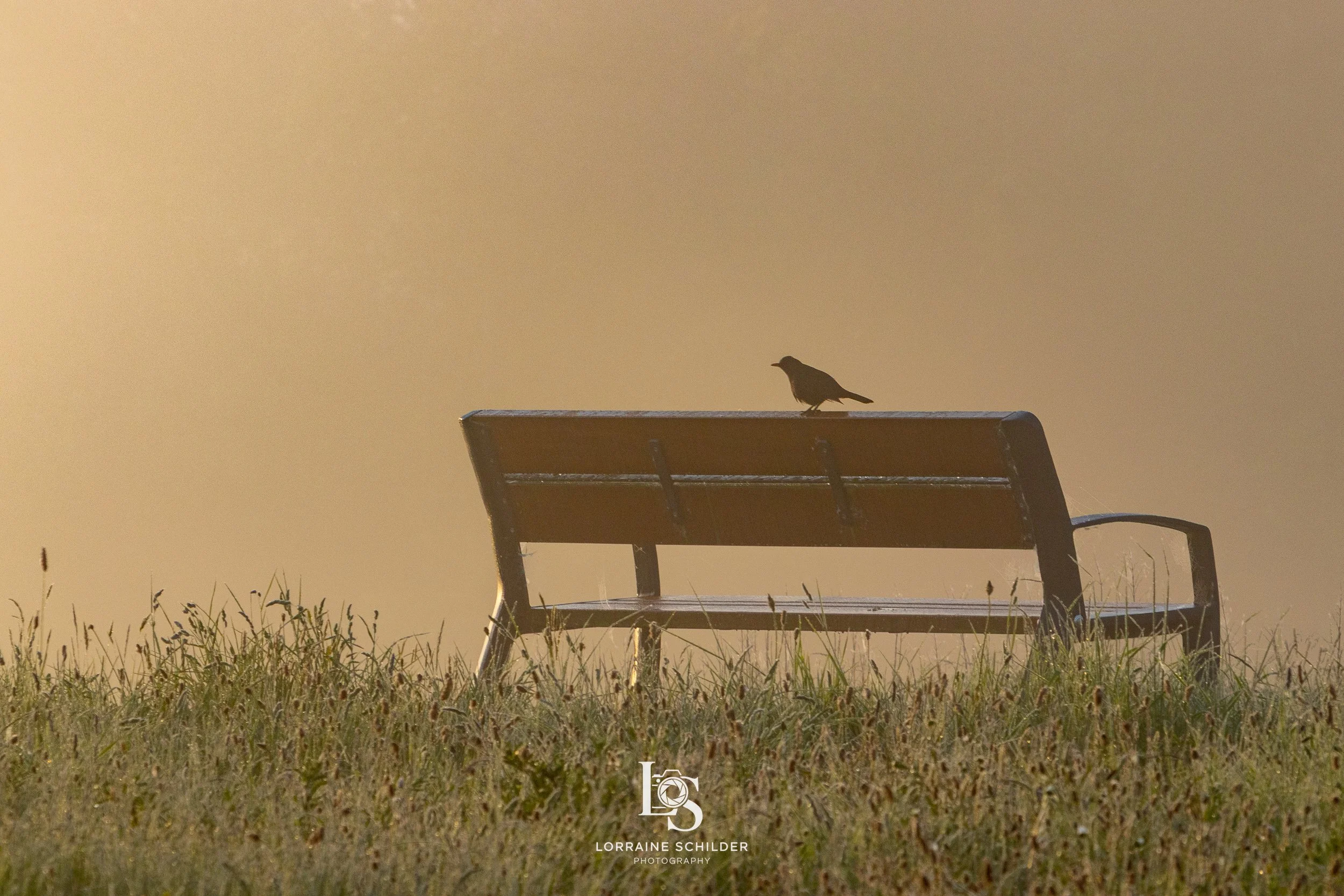 A solitary bird perched on the backrest of a park bench in a grassy area, with fog in the background. Trim,Meath.