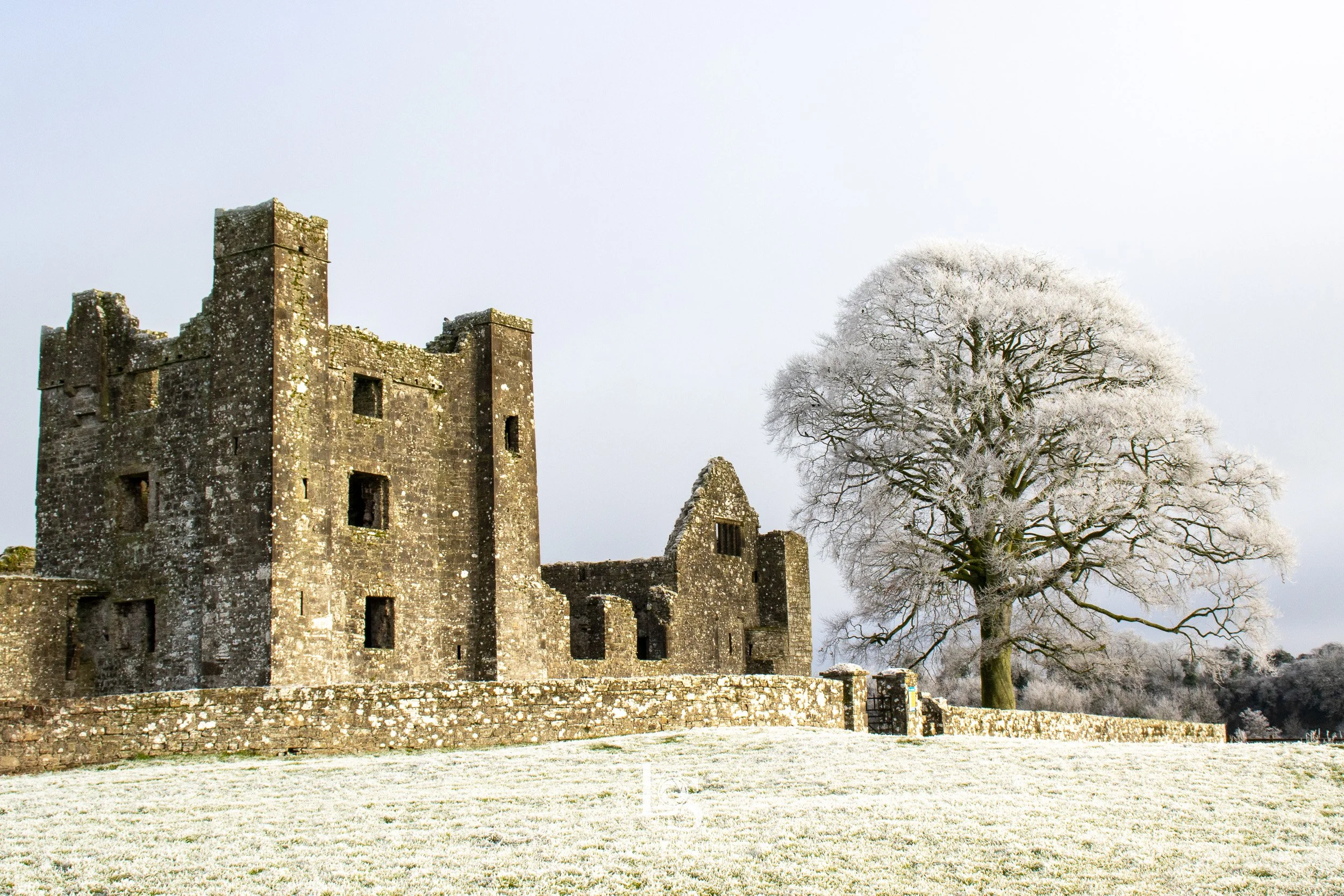 A castle with tall towers and a stone wall in a winter landscape, next to a large frosted tree with snow on its branches.  Bective Abbey, Meath.