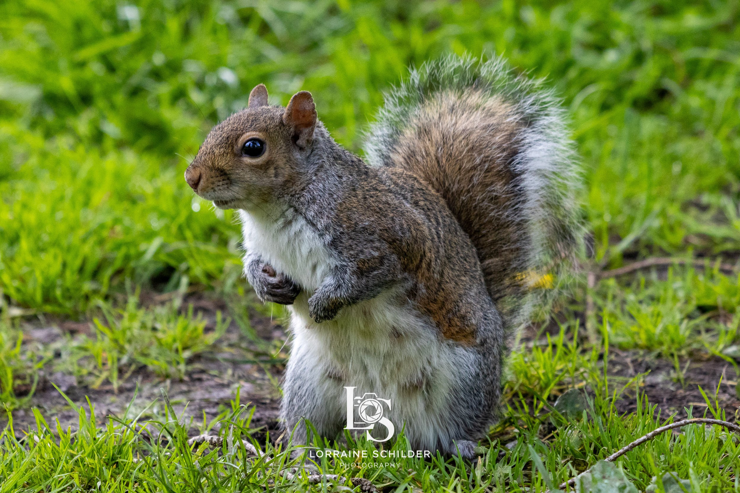 A squirrel standing on the grass with its front paws close to its chest and bushy tail raised behind it, in a natural outdoor setting.