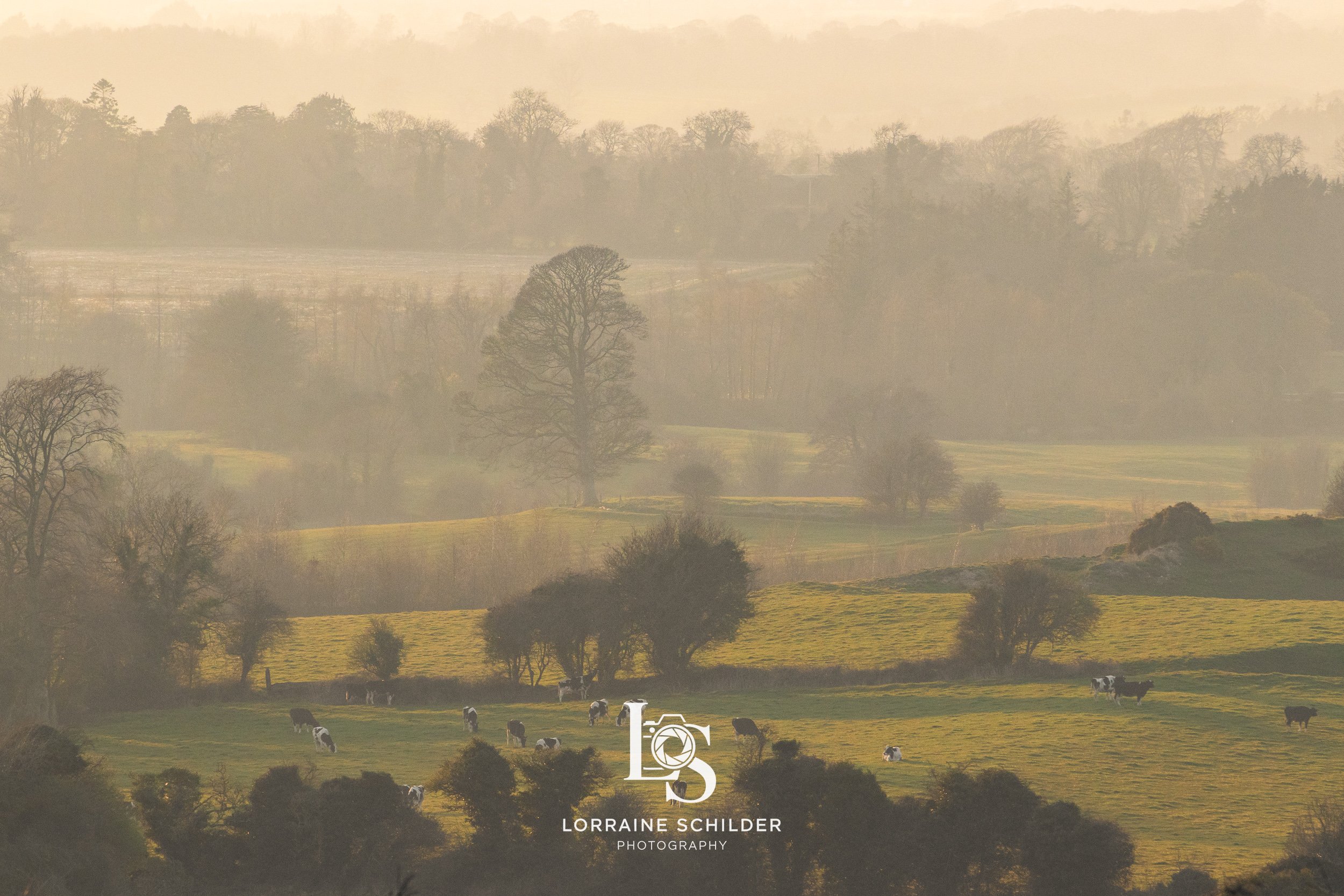 A misty landscape with rolling hills, scattered trees, and grazing cows. Skyrne, Meath.