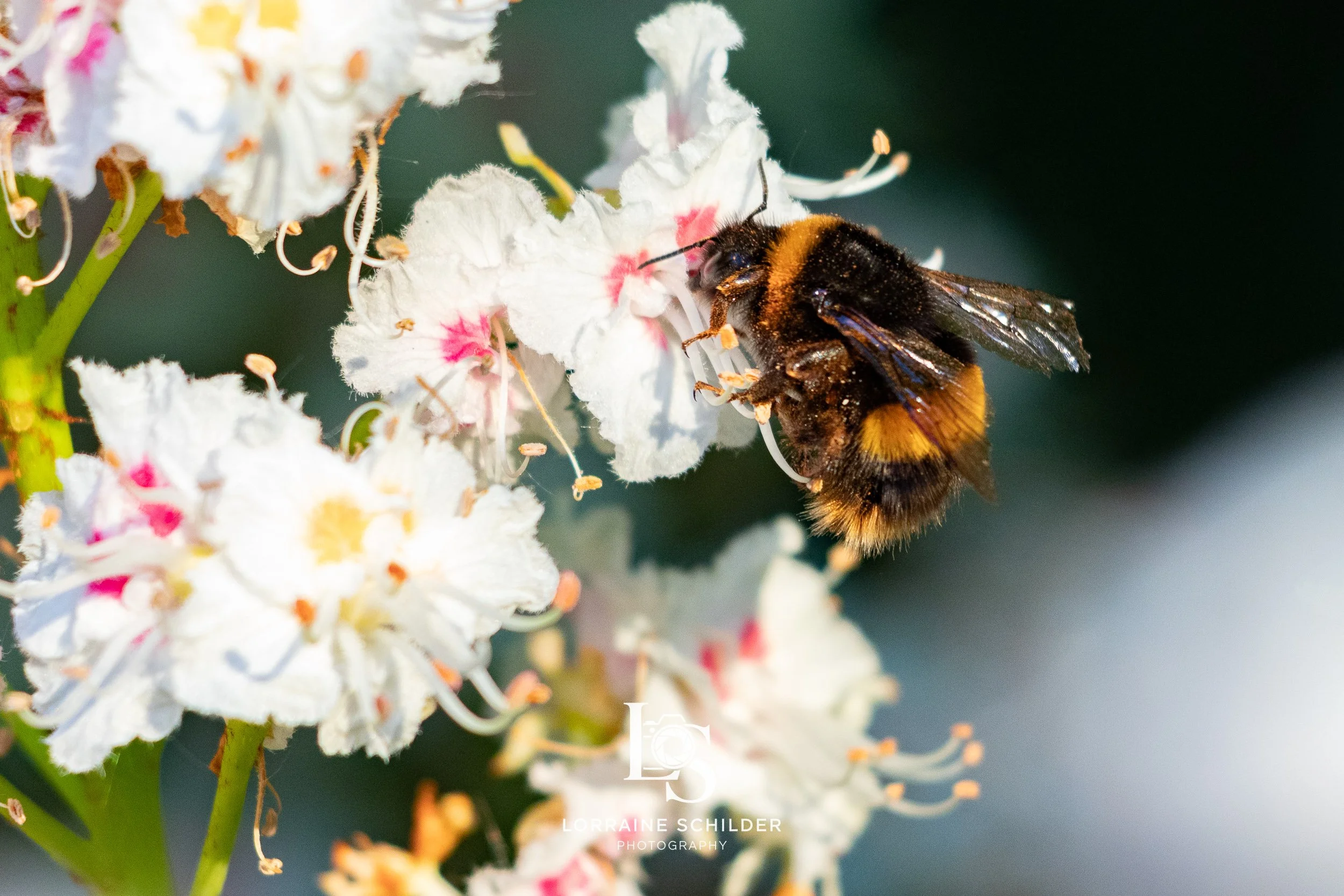 A close-up of a bee collecting nectar from white flowers with pink and yellow centers.