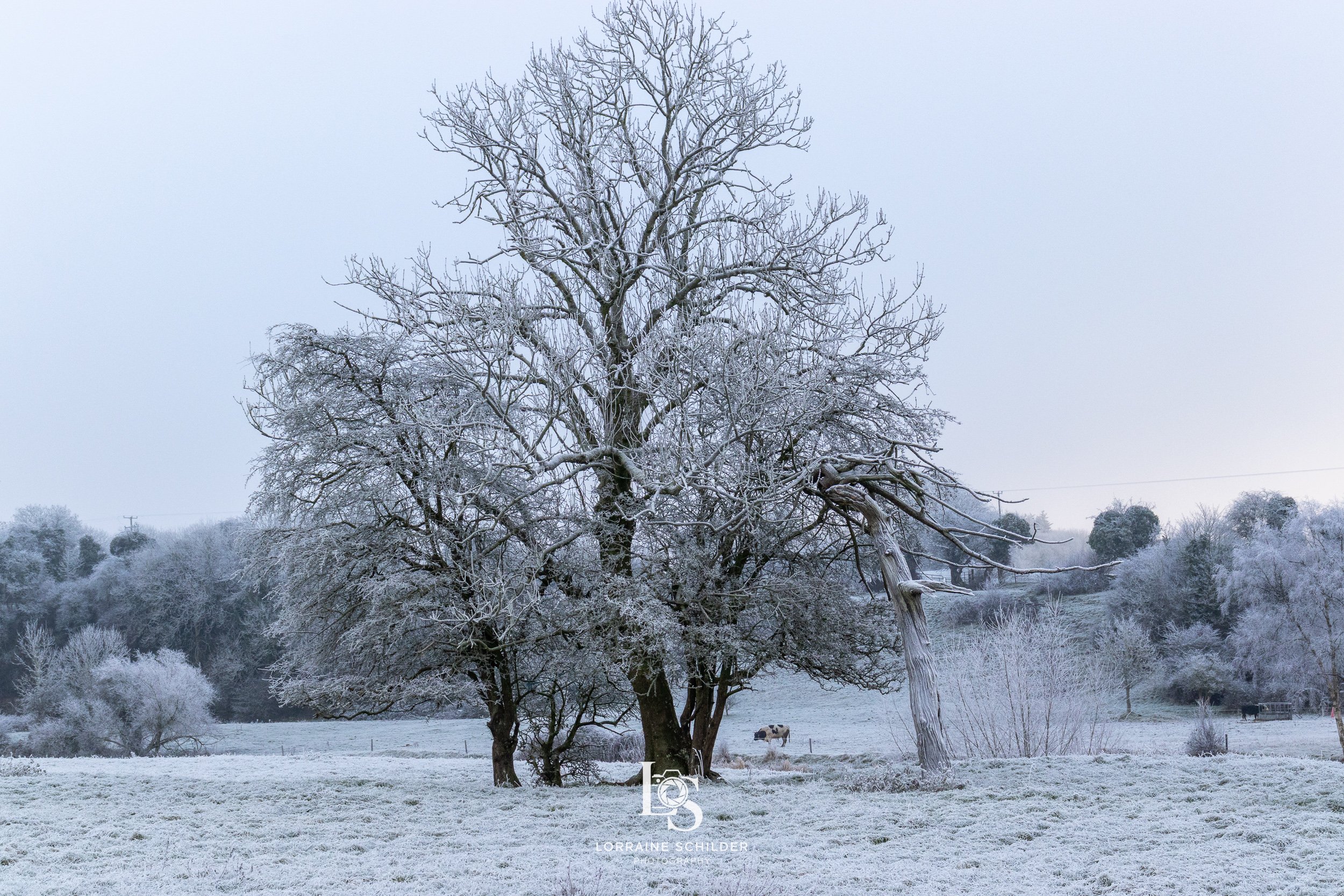 Snow-covered trees in a winter landscape with a cow grazing near the center and a large, dead tree on the right.  Bective Abbey, Meath.