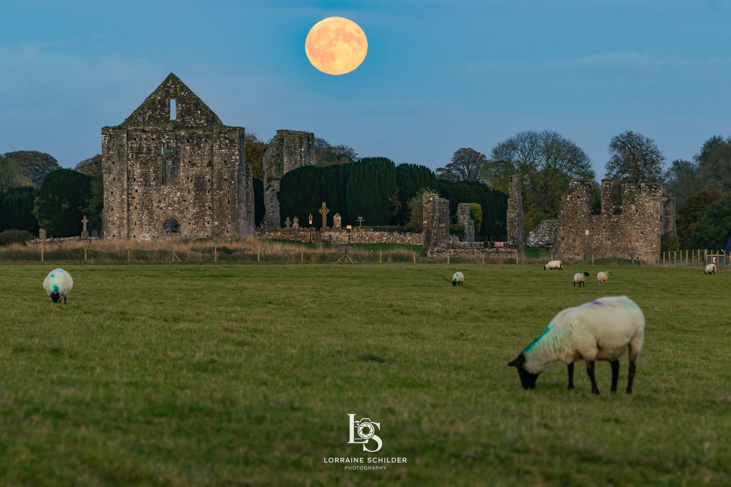 Night scene of ancient Newtown ruins with a full moon overhead, surrounded by trees, and sheep grazing in a grassy field.