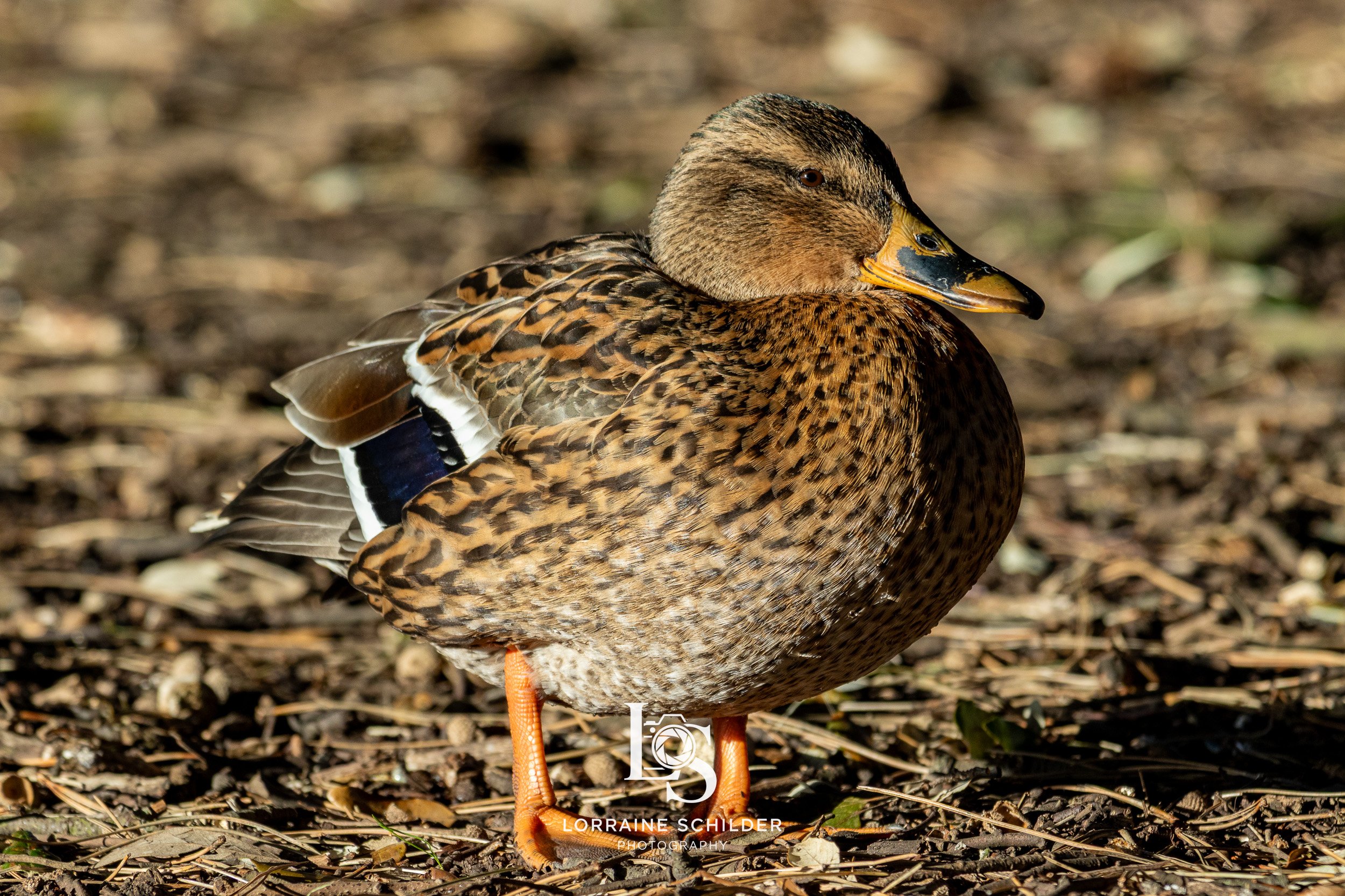 A close-up of a mallard duck standing on a ground covered with leaves and small twigs, with its head turned sideways and eyes closed.