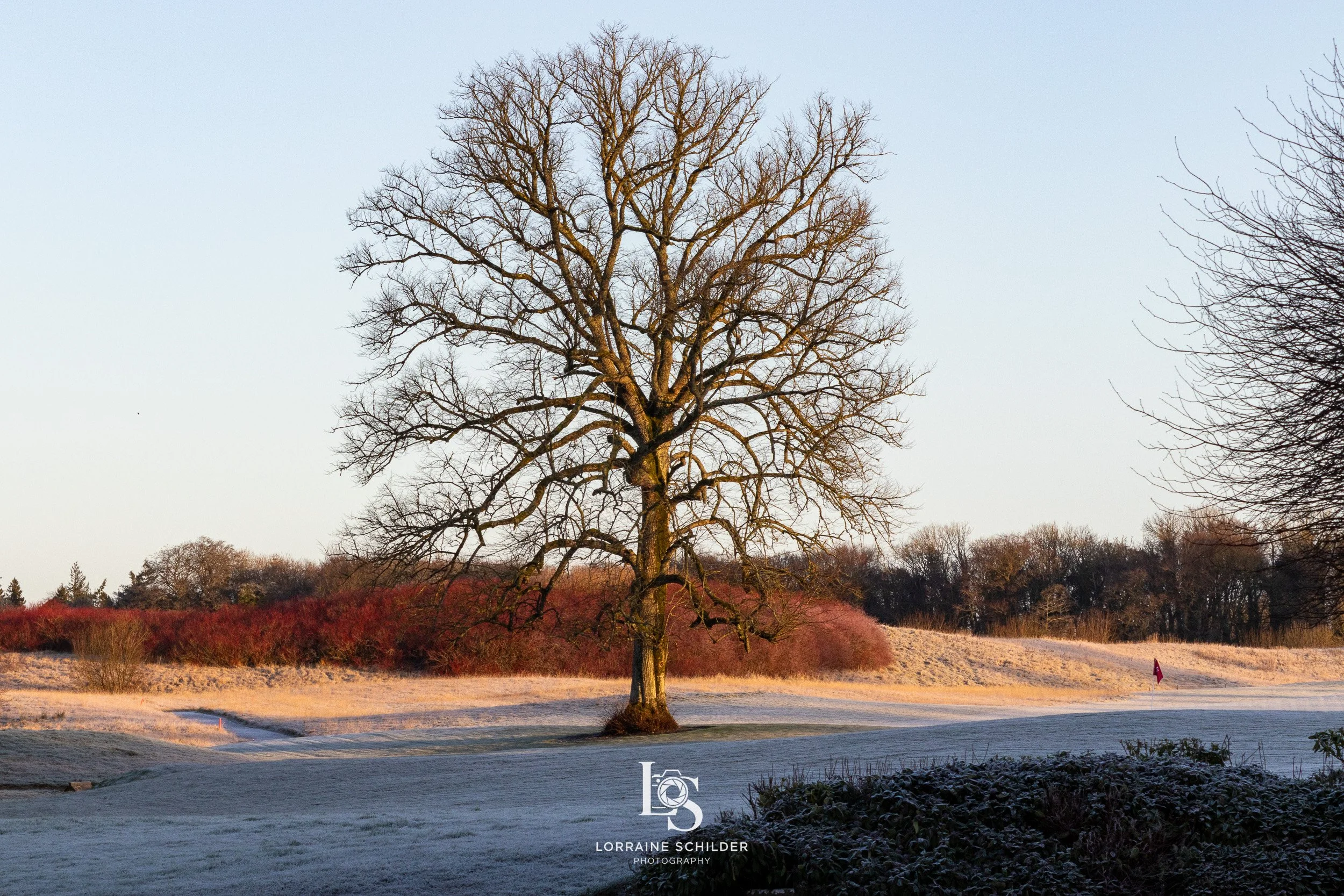 A leafless tree stands in a frosty landscape with a golf course and a red flag, under a clear sky with the morning sunlight casting warm tones.Killeen Castle, Meath.