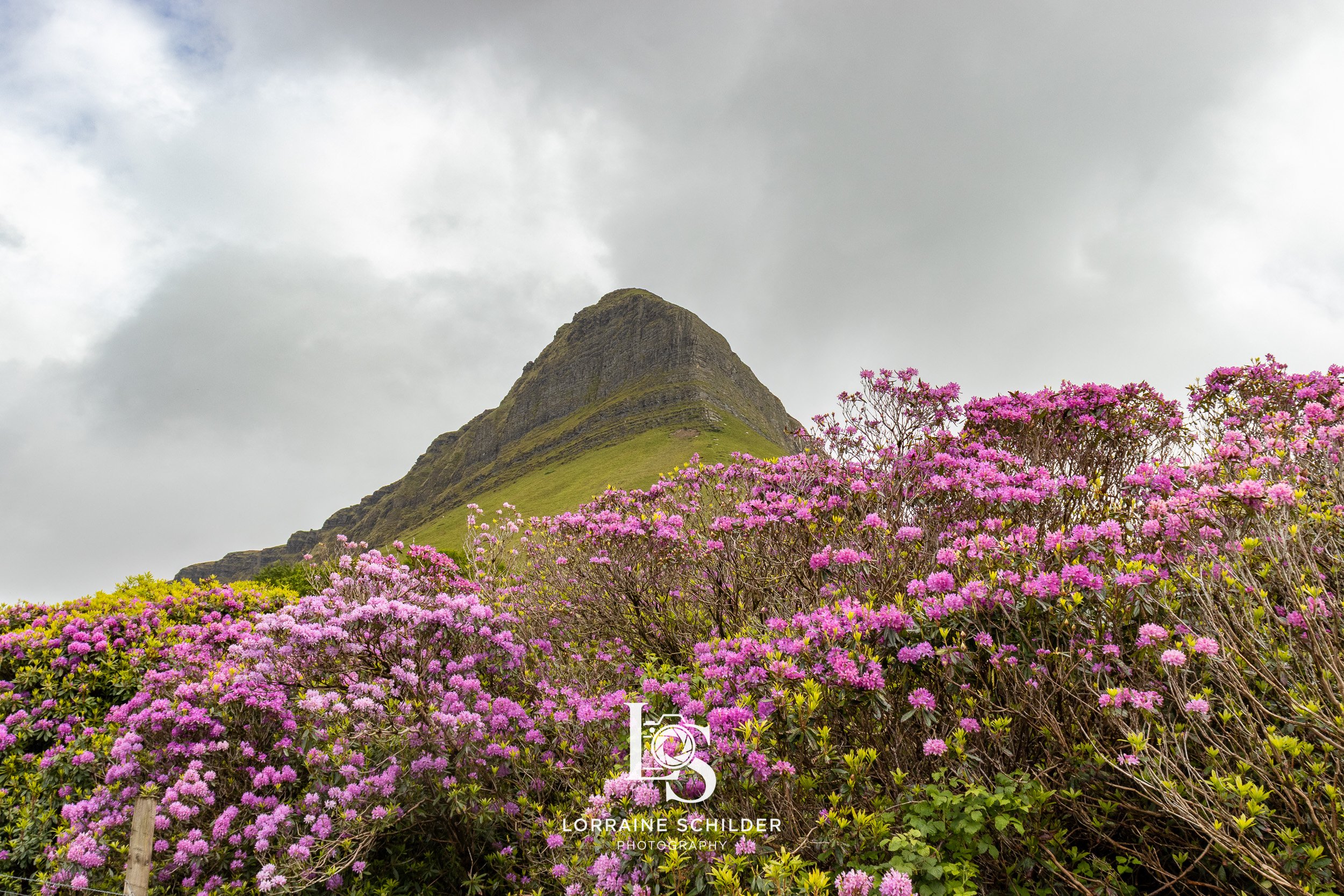 A mountain with a grassy slope and rocky peak behind a field of pink and purple flowering bushes, under a cloudy sky. Sligo.