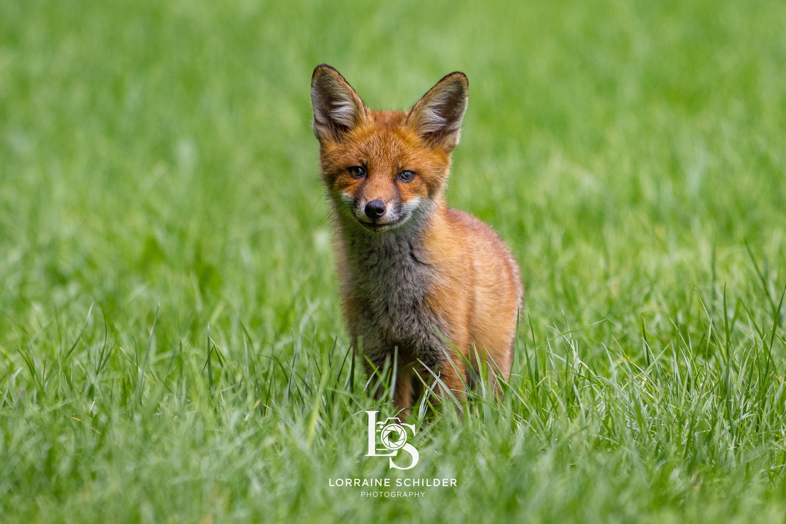 A young fox standing in green grass, looking at the camera.