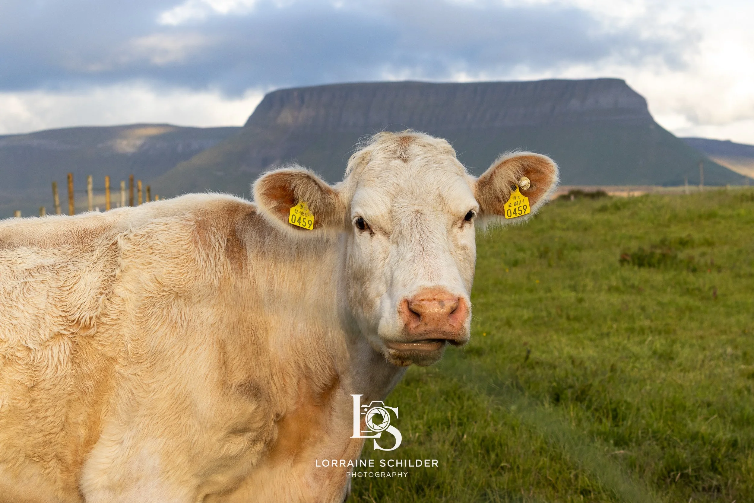 A white cow standing in a green field with a mountainous landscape and cloudy sky in the background. Sligo.