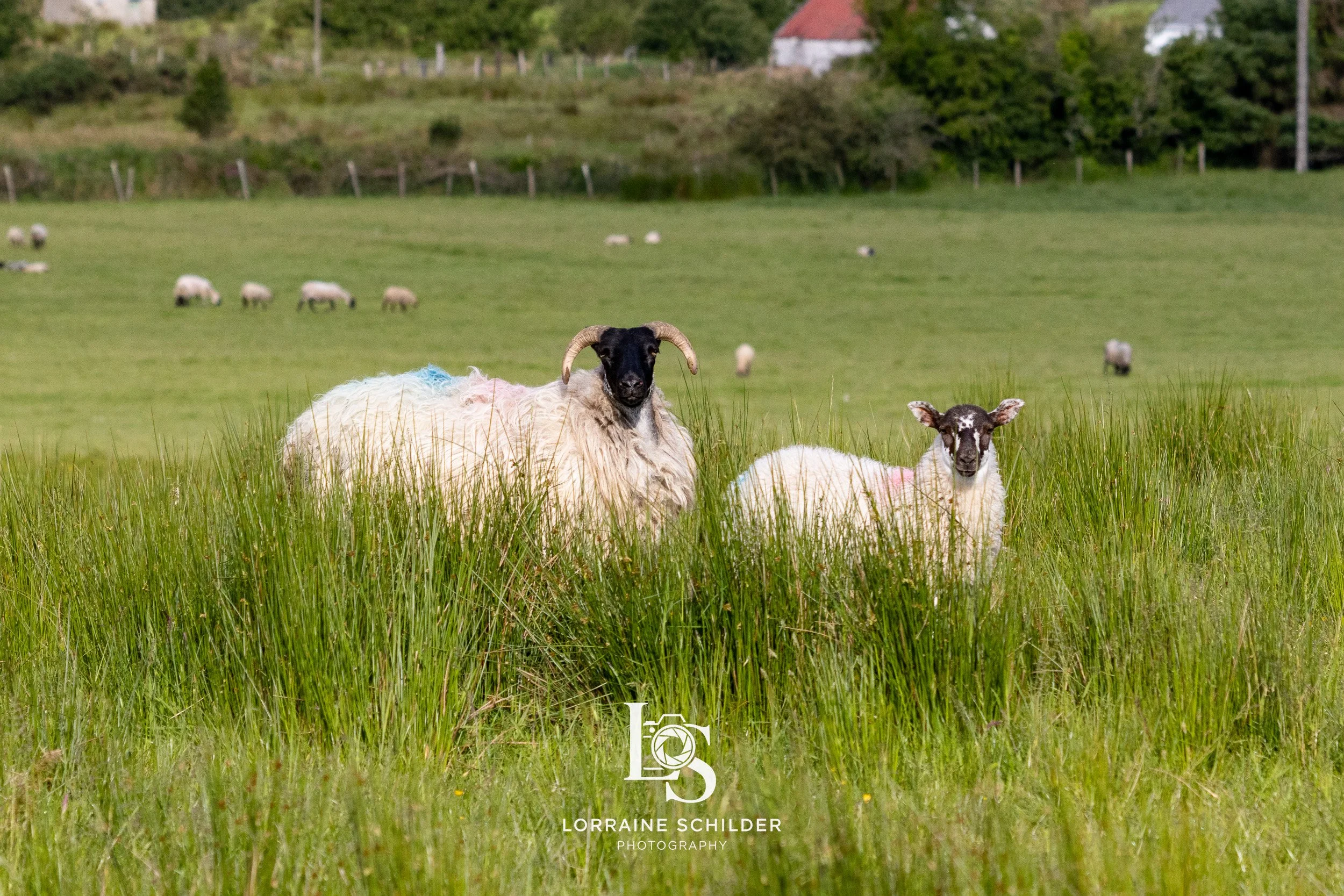 A black and white ram with large curved horns standing next to a smaller sheep with black and white face in a green grassy field, with sheep grazing in the background.  Donegal.