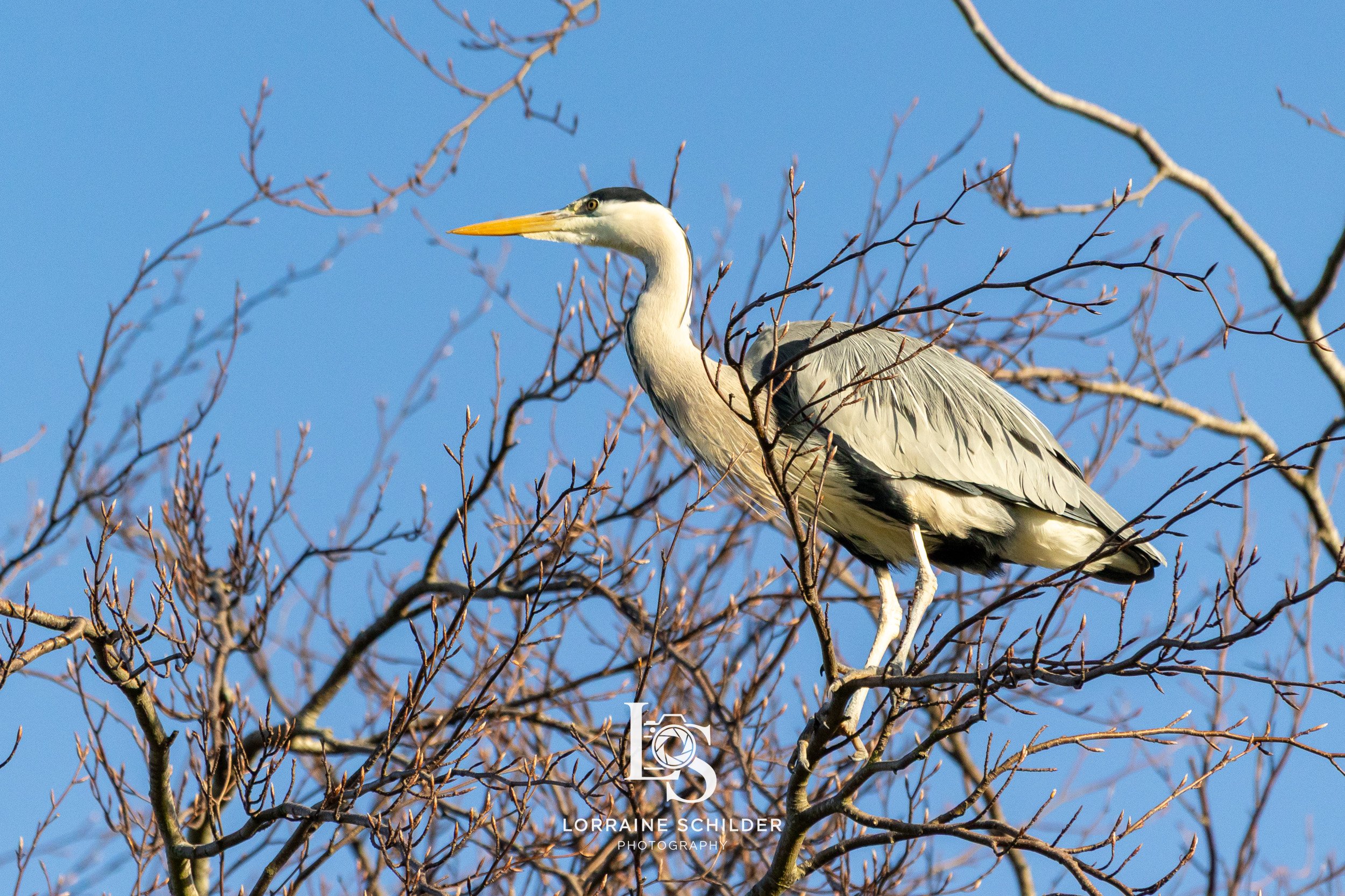 A heron perched on a leafless tree branch against a clear blue sky.