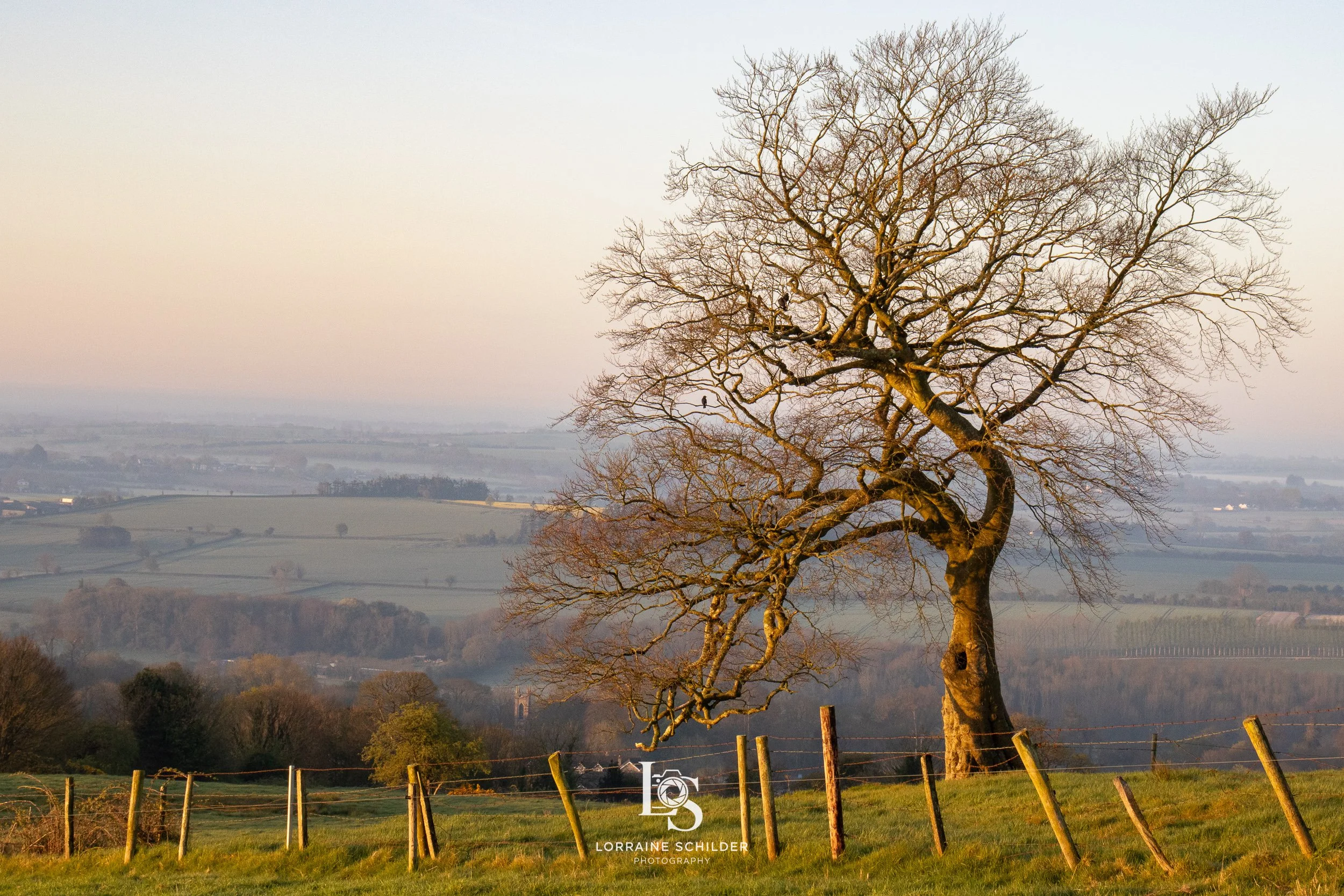 A large, leafless tree standing in a grassy field with a wooden fence in the foreground. The landscape extends into the distance with rolling hills and a clear sky.  Slane, Meath