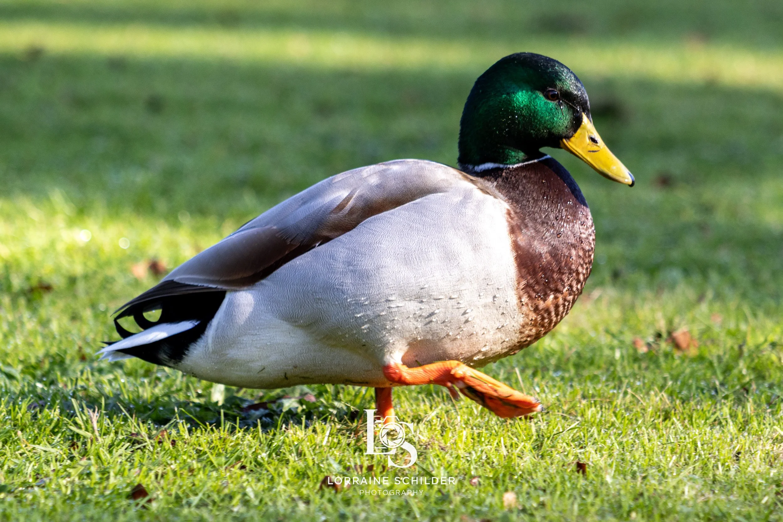 A mallard duck walking on grass.