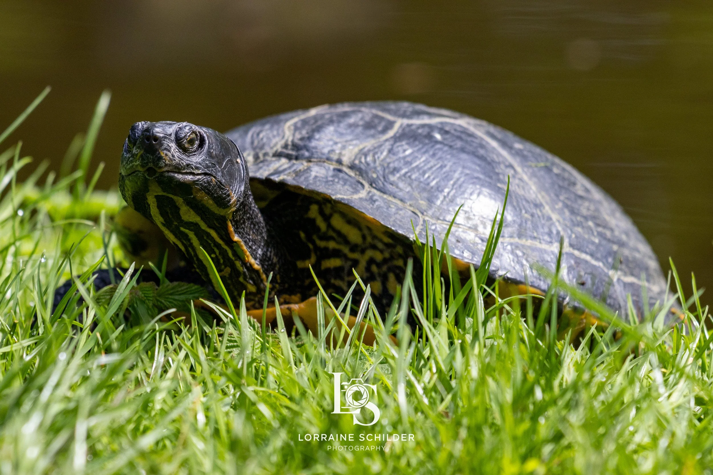 A turtle with a dark, patterned shell on a grassy patch beside a body of water.