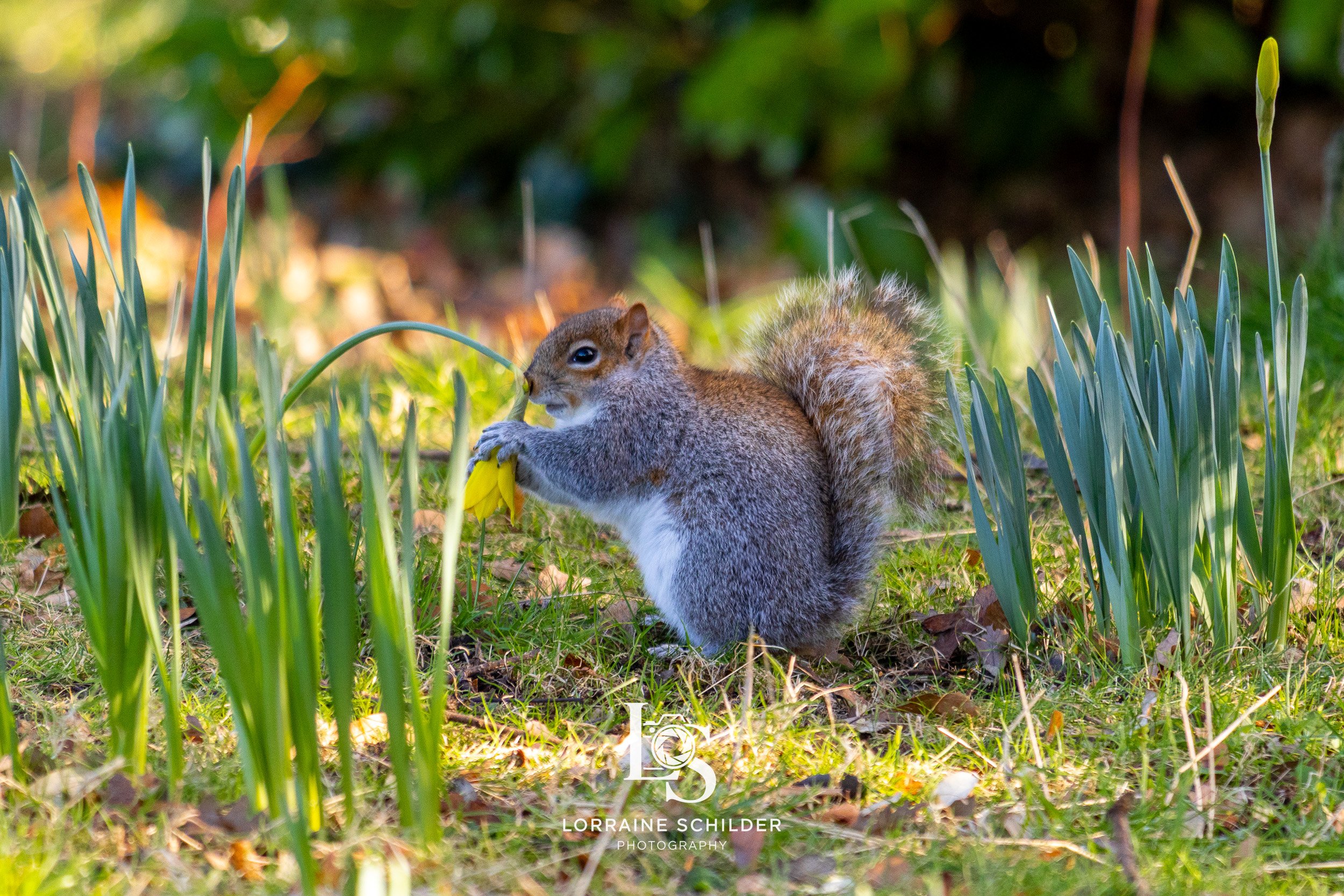 A squirrel in a grassy area with green plants and grass, holding a yellow flower.