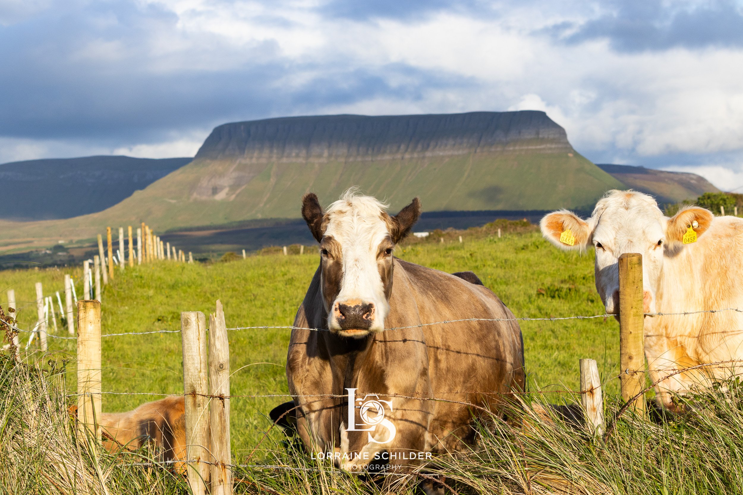 Two cows in a green pasture, one with a white face and brown body, the other with a white face and yellowish body, standing near a wooden fence, with a large flat-topped mountain in the background under a cloudy sky. Sligo.