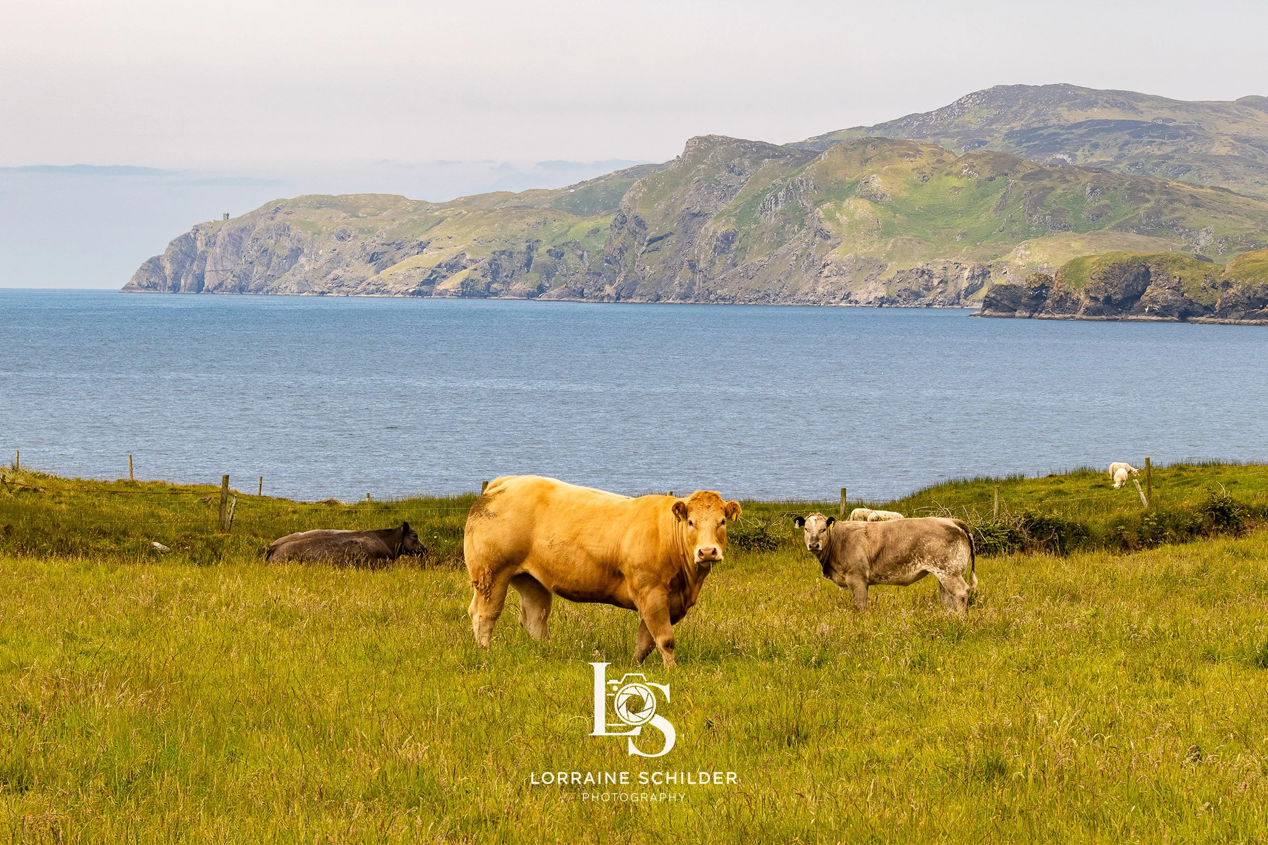 Cows grazing on a grassy field near a body of water with green hills and mountains in the background.  Donegal.