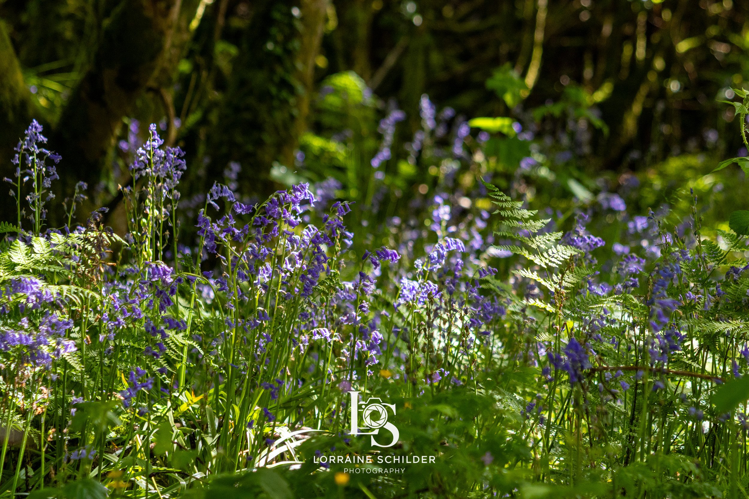 Purple wildflowers growing in a forest with green ferns and trees, sunlight filtering through the leaves. Sligo.
