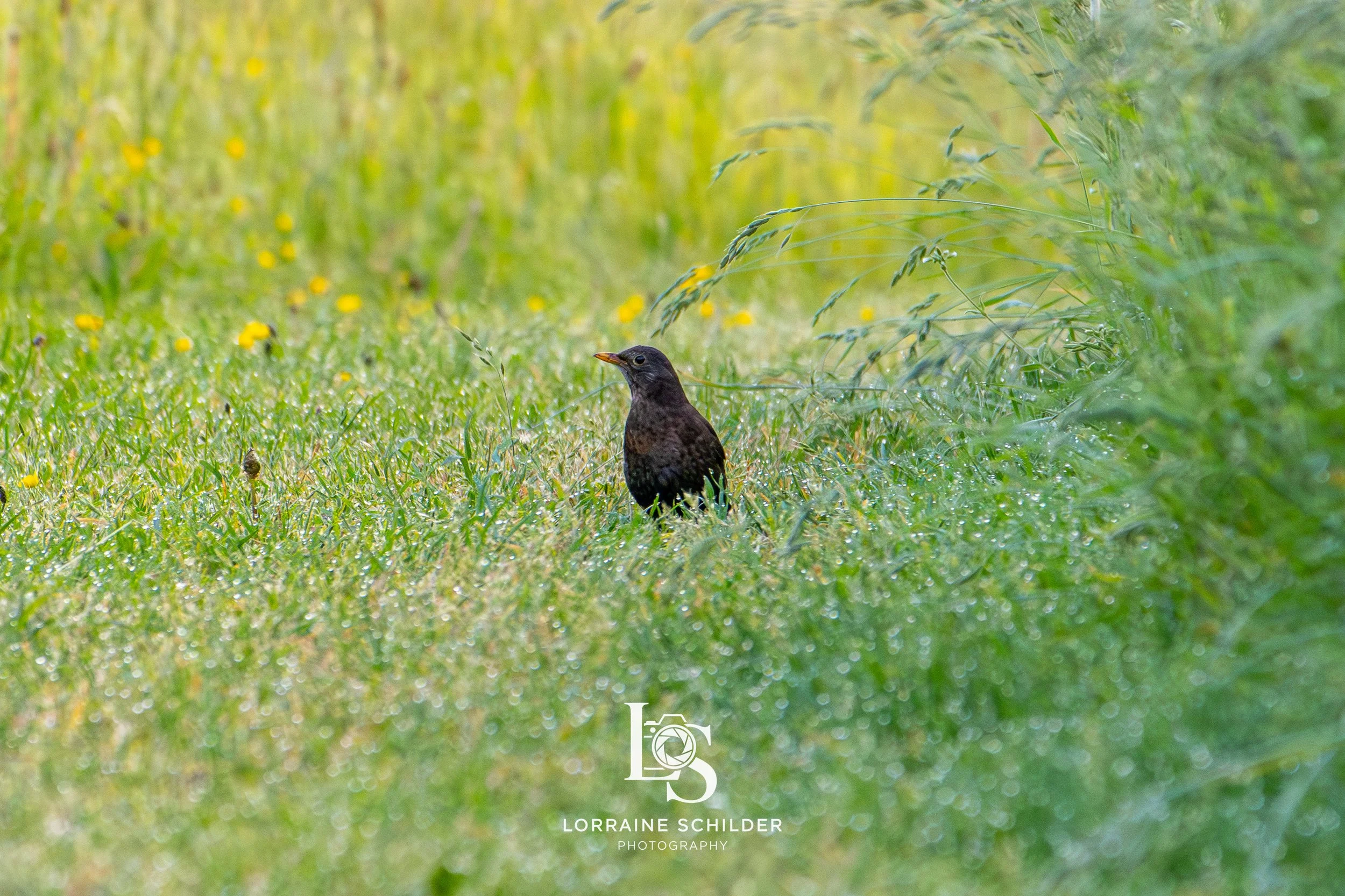 bird 2.jpg