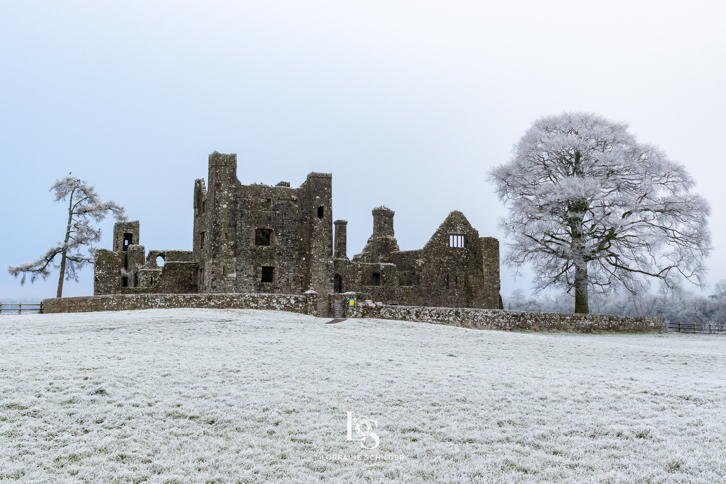 Snow-covered ruins  with a large snow-covered tree and a smaller snow-covered tree in the background.  Bective Abbey, Meath.