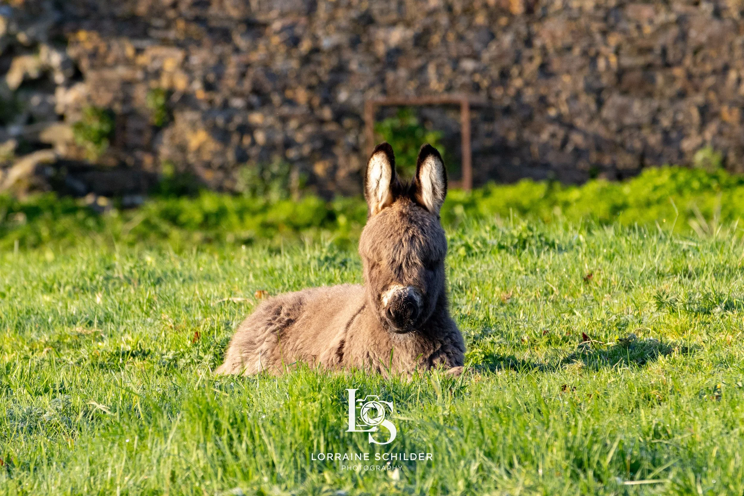 baby donkey.jpg