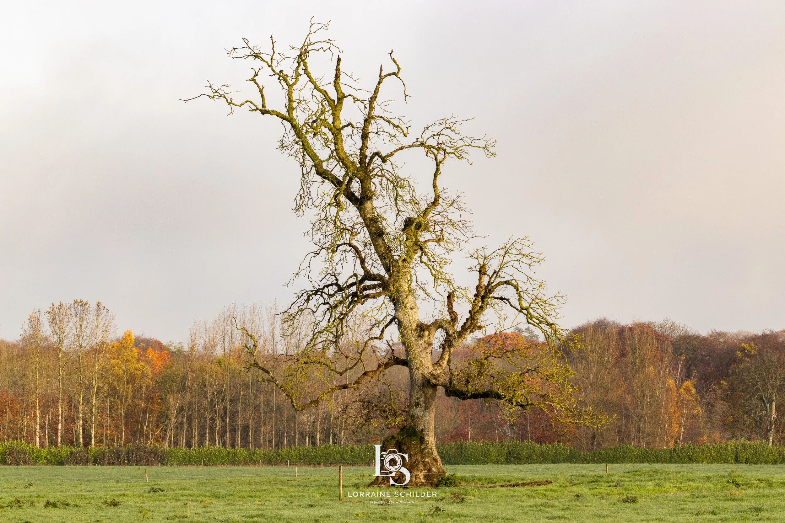 A leafless, gnarled tree with moss on its branches stands in a grassy field, with a backdrop of trees displaying fall colors and a gray sky.  Bective Abbey, Meath.