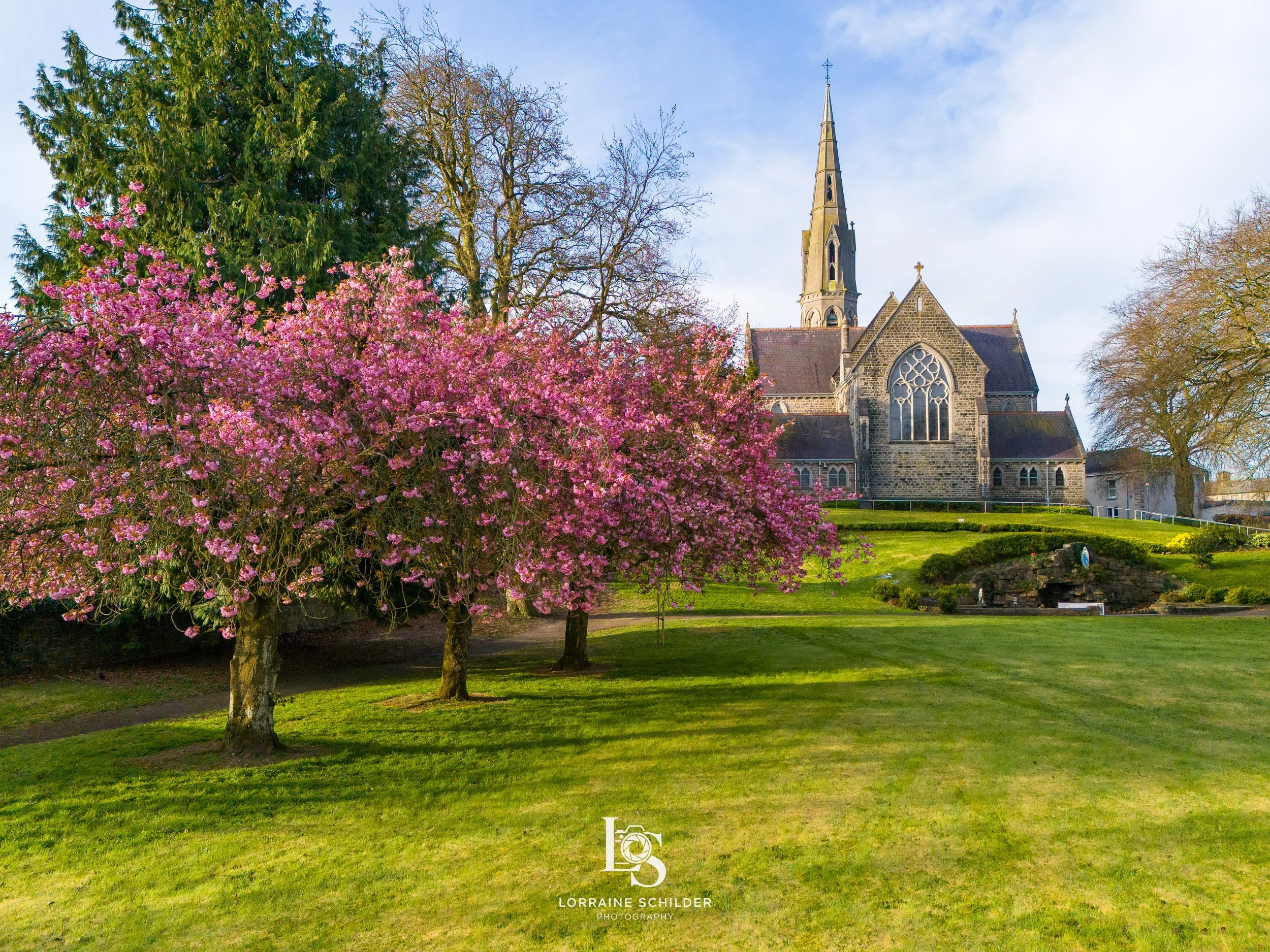 St. Patricks Church Trim. Grassy park with blooming pink cherry blossom trees.