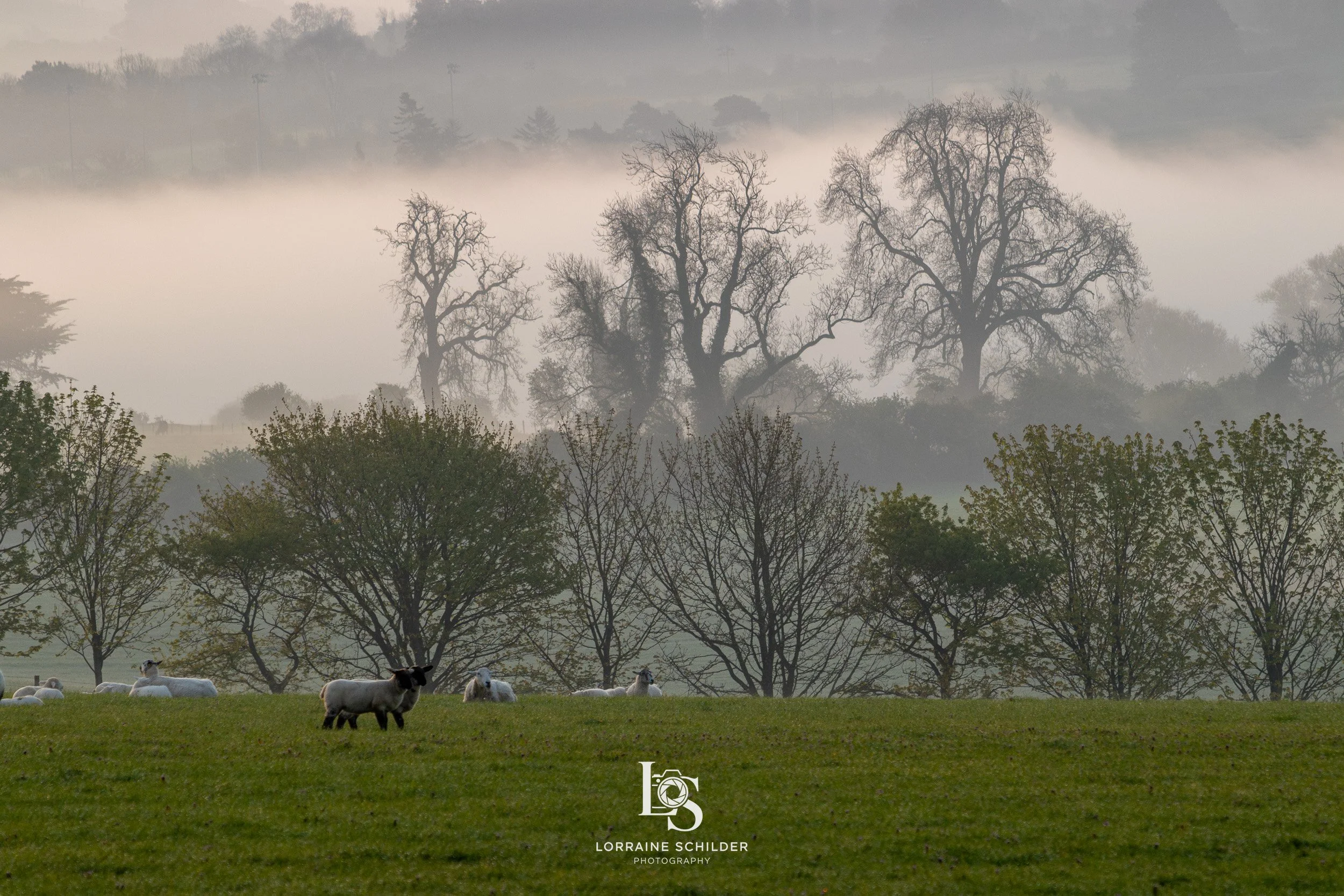 A pastoral landscape featuring a grassy field with a sheep and several goats in the foreground. Behind them, a line of trees with green leaves is visible, and in the background, leafless trees emerge through a misty, foggy atmosphere. The sky is over