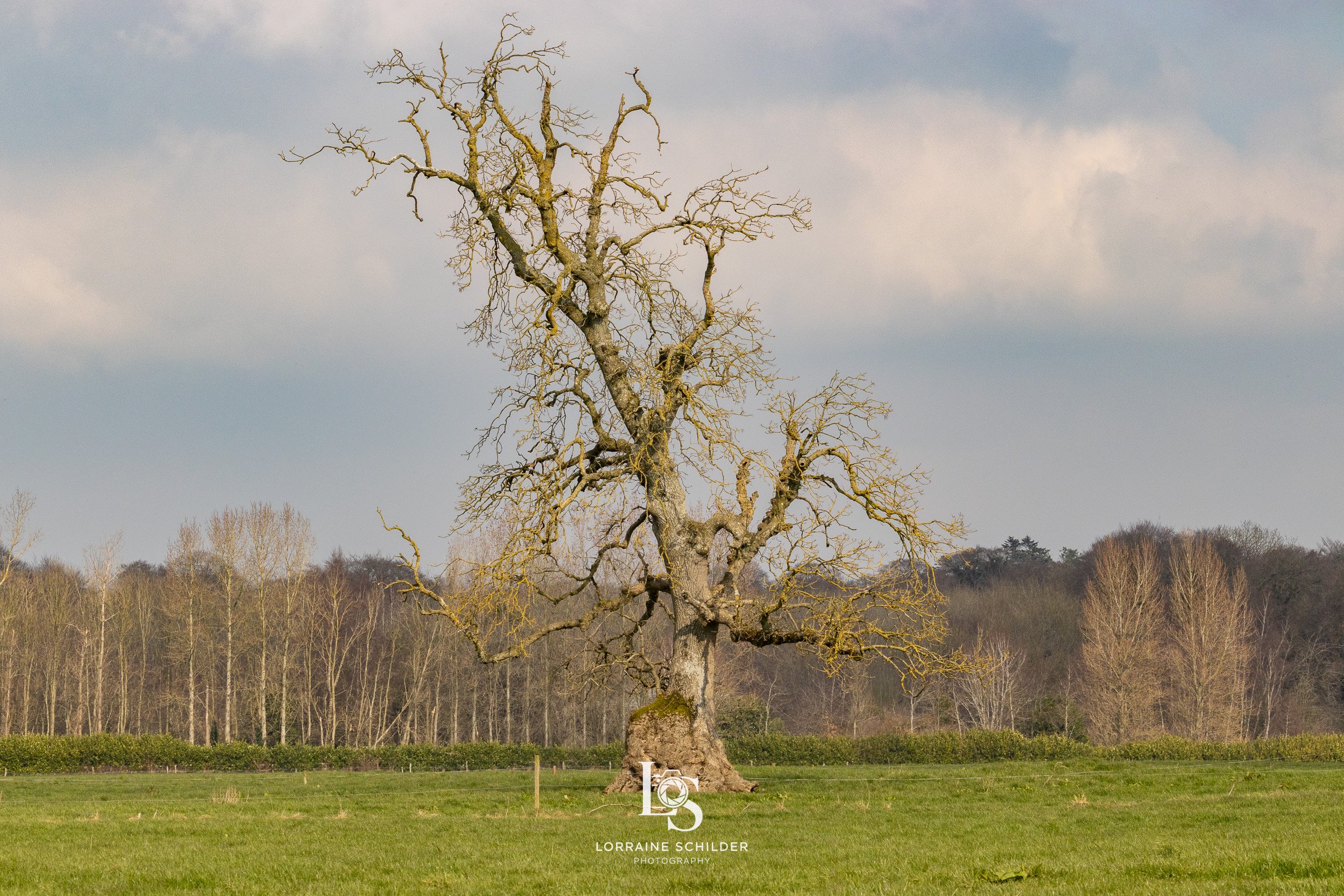 A solitary, leafless tree with twisted branches stands in a grassy field with a forest in the background under a cloudy sky.  Bective Abbey, Meath.