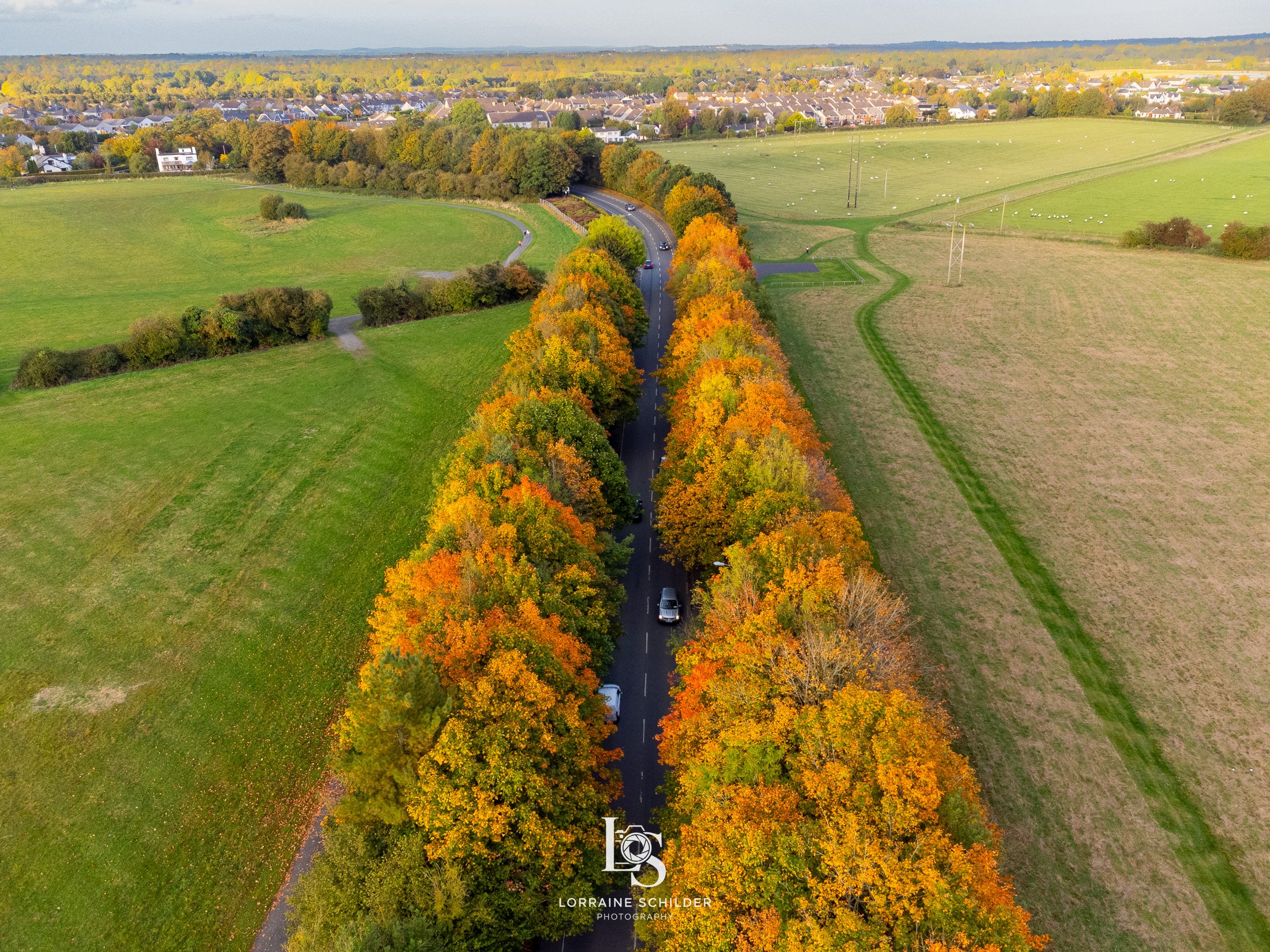 An aerial view of a tree-lined road through a grassy landscape with a suburban area in the background. The trees display fall foliage with vibrant orange, yellow, and green leaves. Trim, Meath.