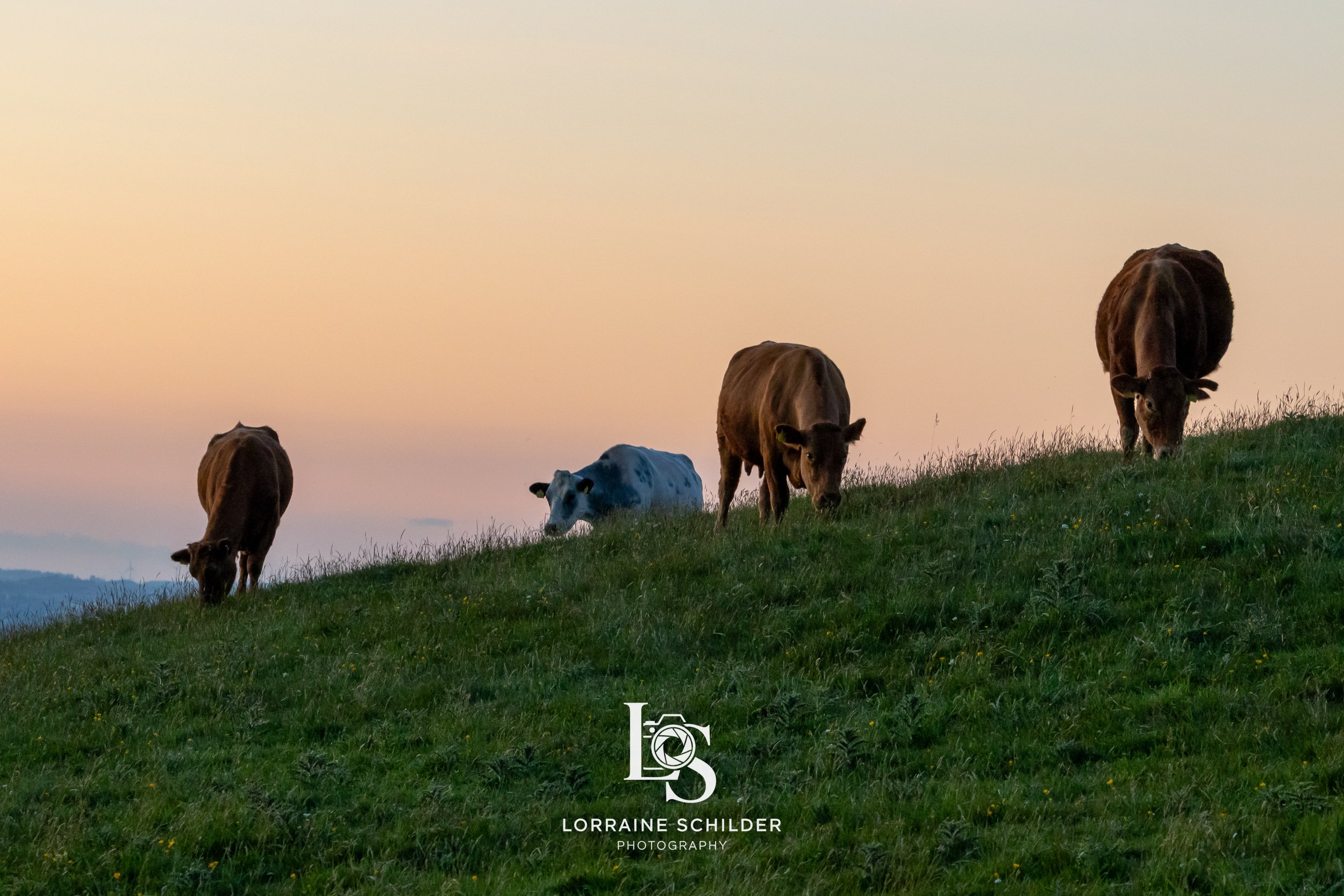 Four cows grazing on a grassy hillside with a pastel-colored sky in the background during sunset. Loughcrew, Meath.