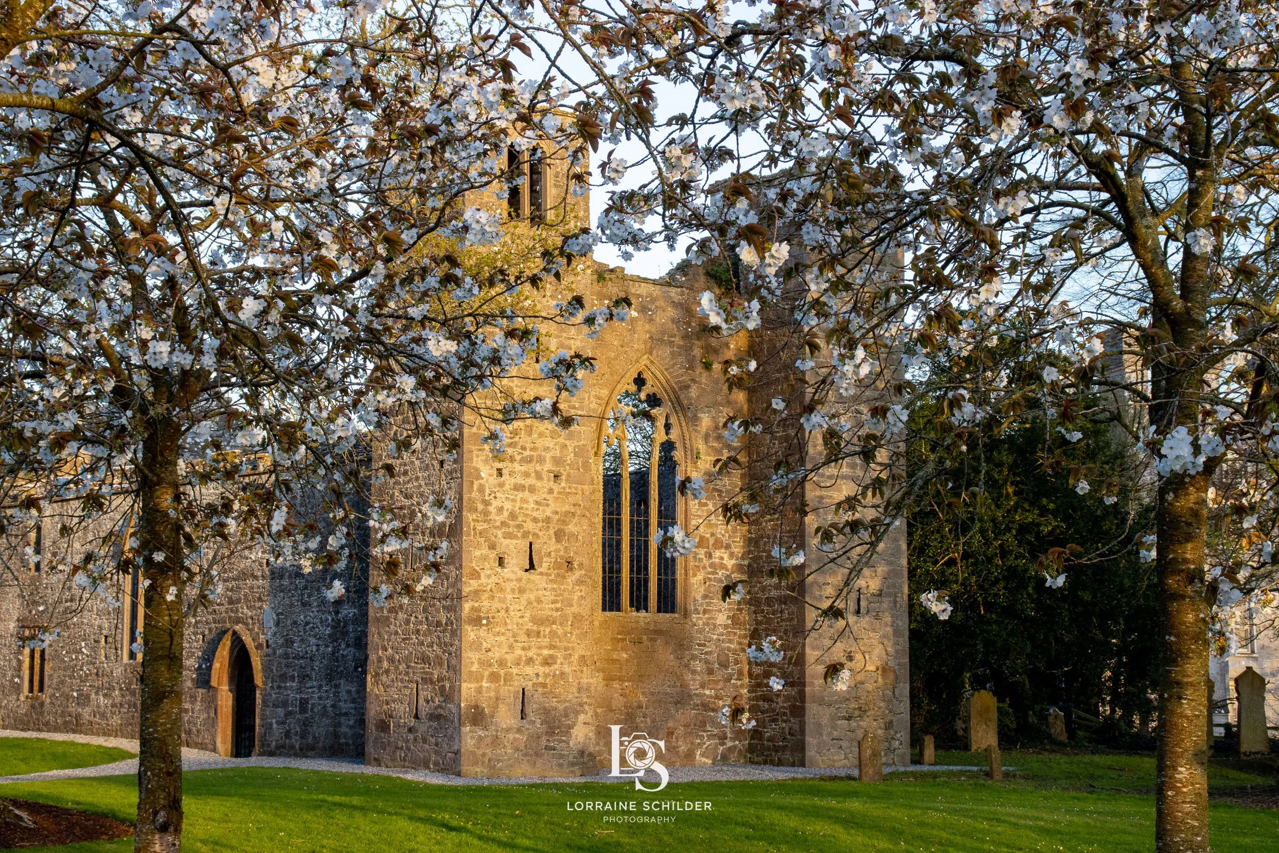 A historic stone church with arched windows surrounded by blooming cherry blossom trees on a grassy lawn. Killeen Castle, Meath.