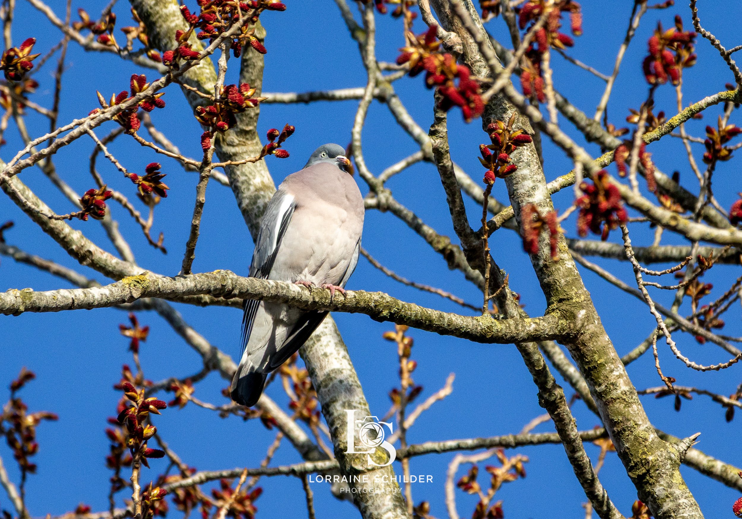 A pigeon perched on a tree branch with budding red leaves against a clear blue sky.