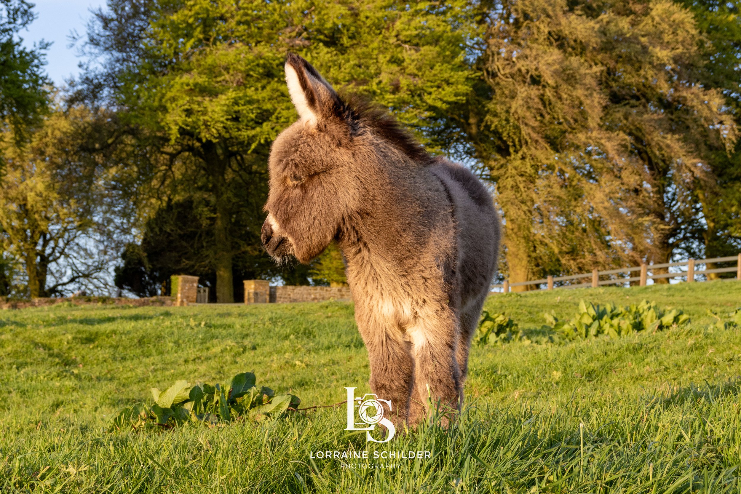 donkey 2.jpg