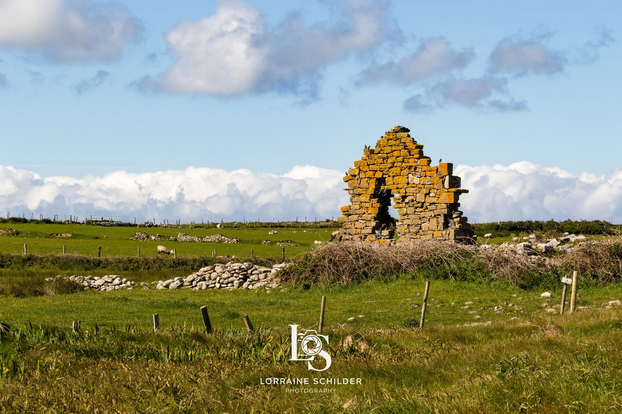 Ruined stone structure in a grassy field, with a partly cloudy sky overhead and sheep grazing in the background. Sligo.