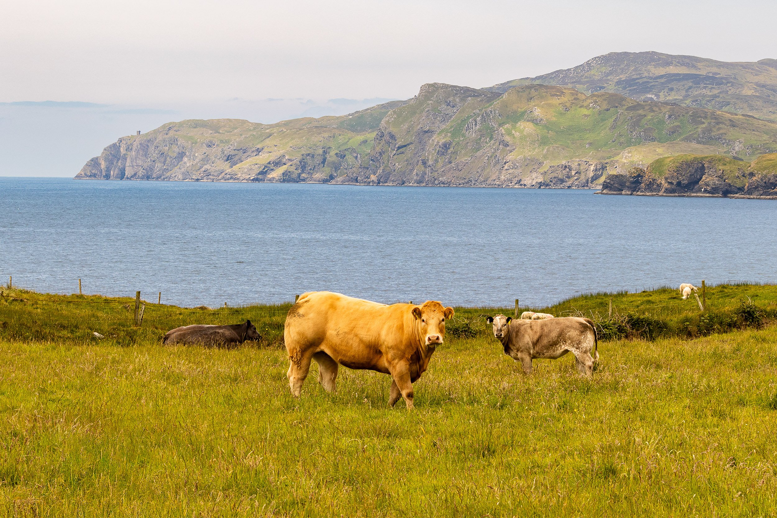 Cows grazing on a grassy field near a body of water with mountains in the background, County Donegal.