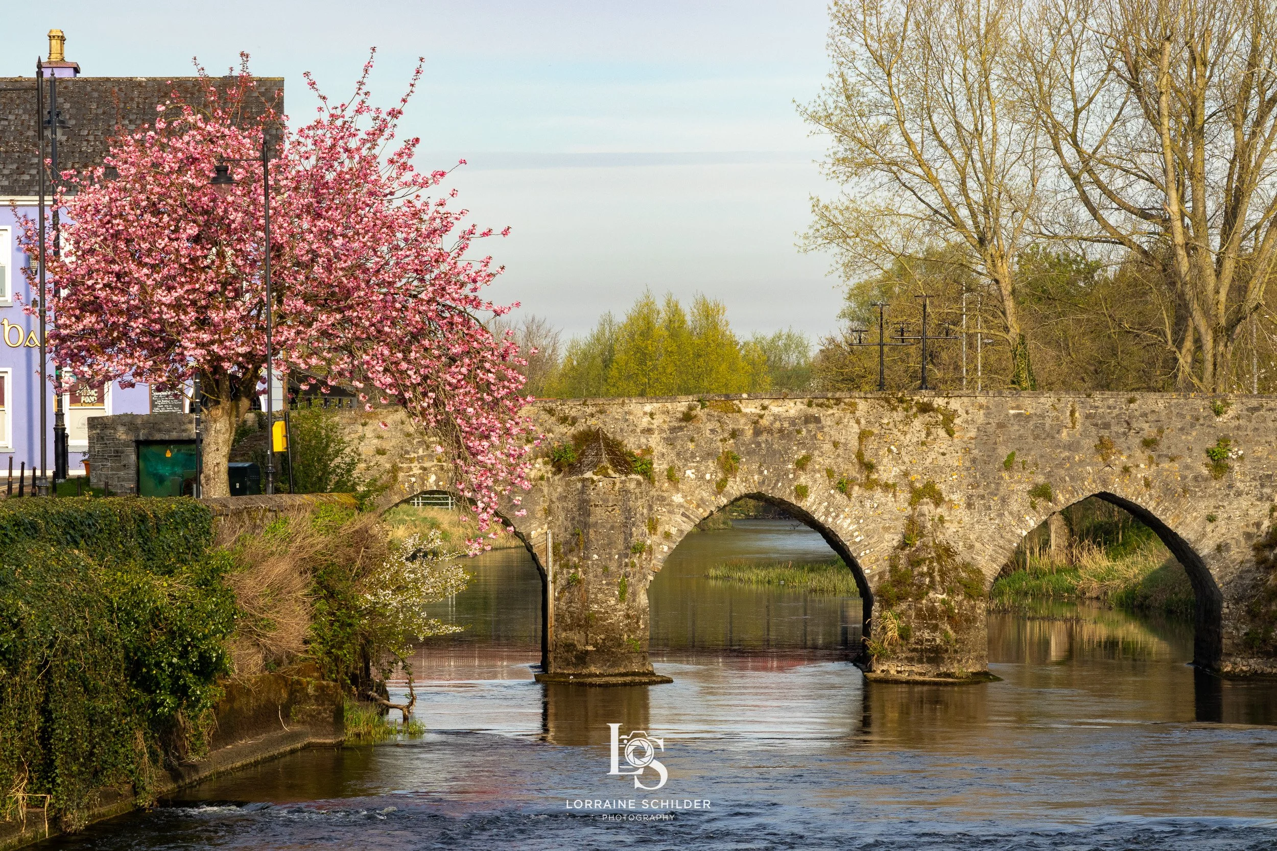 A stone bridge crosses the Boyne river with trees and a pink flowering tree on the left side.Trim, Meath. 